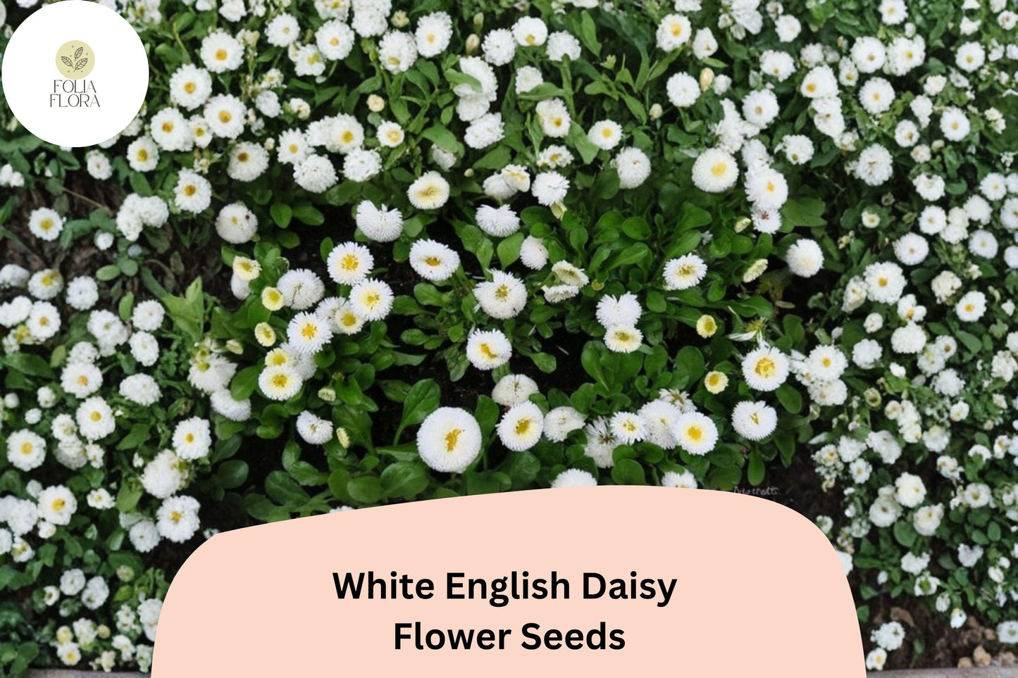 200+ White English Daisy Seeds | Bellis perennis | Charming White Blooms | Easy-Grow Perennial Garden Flower