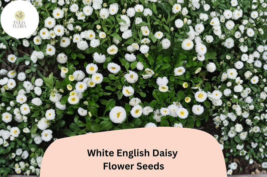 200+ White English Daisy Seeds | Bellis perennis | Charming White Blooms | Easy-Grow Perennial Garden Flower
