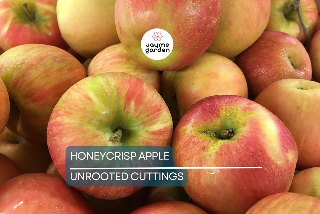 6 Honeycrisp Apple Tree Scion Wood Cuttings - Organic, 6-9" Hardwood - Winter Hardy