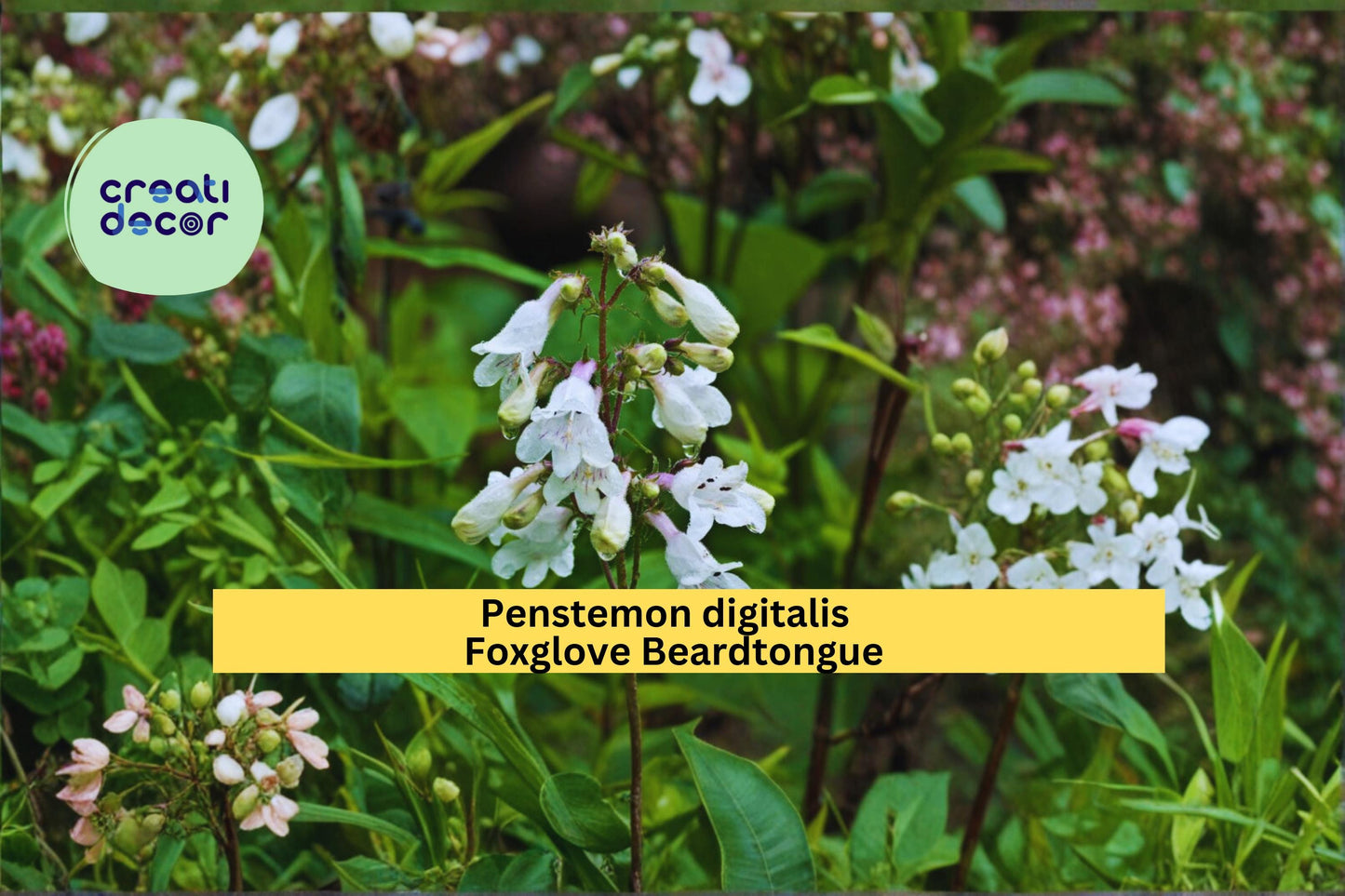 Foxglove Beardtongue Seeds Penstemon digitalis 100 Count Native White Wildflower Garden Plant Seeds