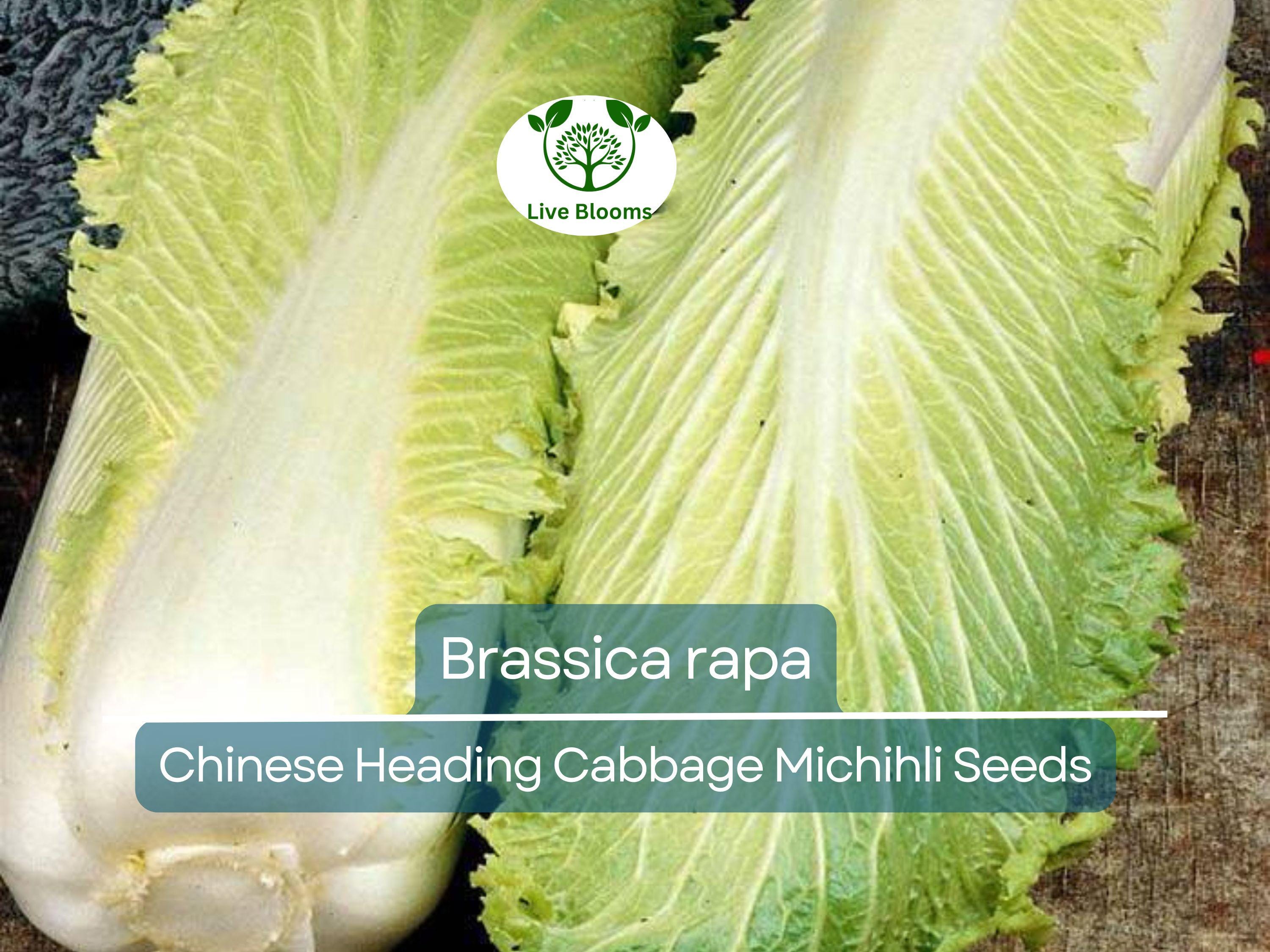 150 Seeds Chinese Heading Cabbage Michihli - Brassica rapa | Heirloom Seeds for Planting, Gardening & Crisp Harvests