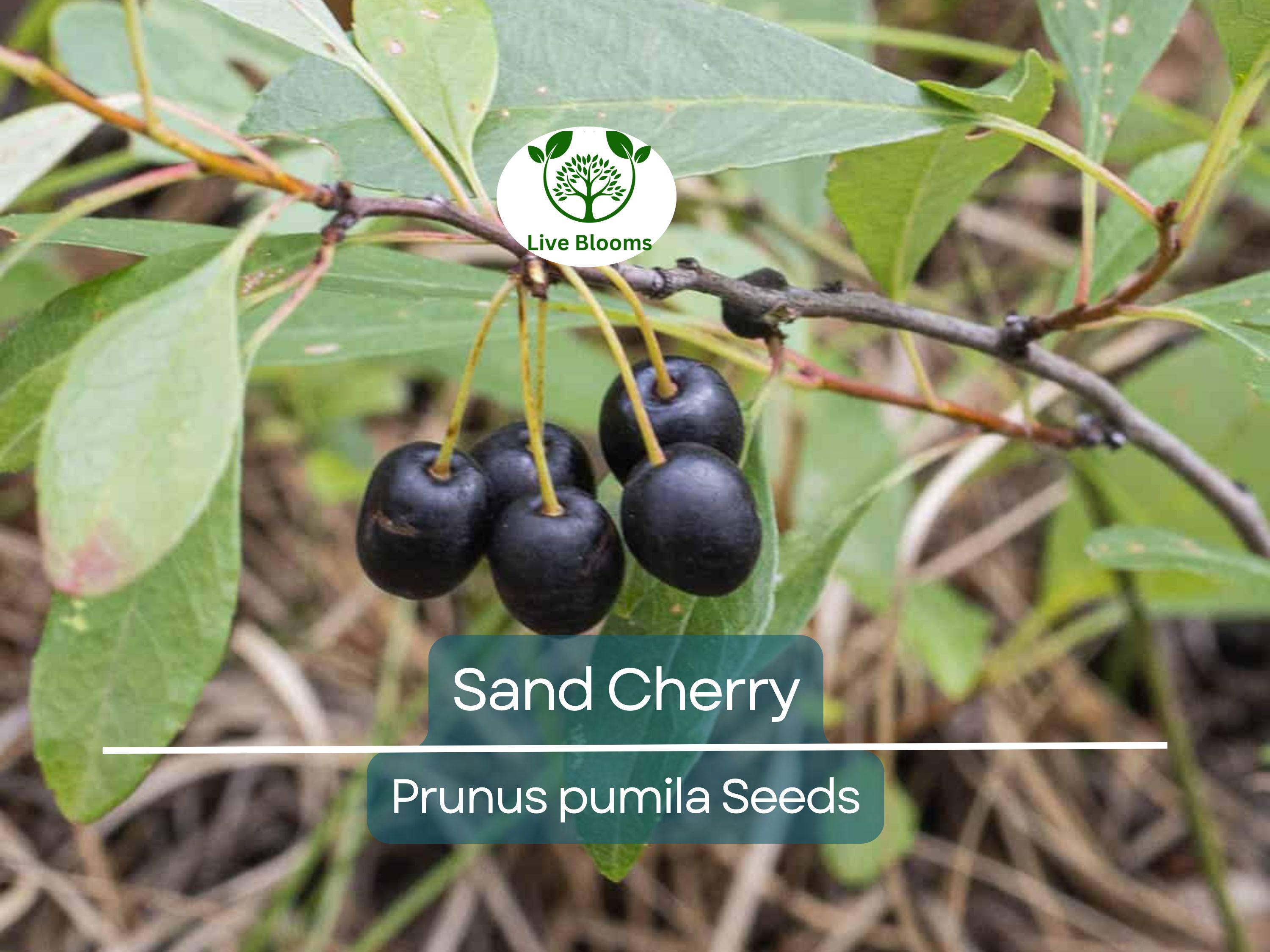 5 Sand Cherry Seeds | Prunus pumila, Edible Fruit Tree Shrub, Hardy, Small Garden Tree, Non-GMO, Tasty Berries for Jams & Preserves