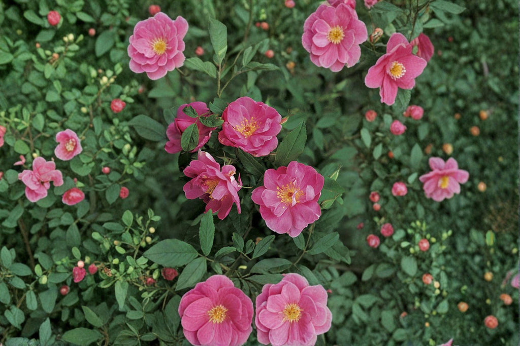 Rosa palustris/Swamp Rose – 30 Seeds | Native Wetland Rose | Fragrant Pink Blooms | Wildlife & Pollinator Plant