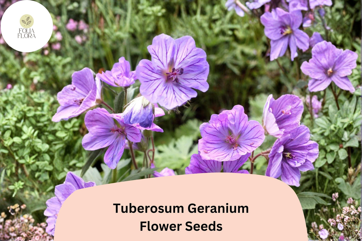 25+ Tuberosum Geranium Seeds | Hardy Perennial Cranesbill | Purple Blooms for Garden Borders and Rock Gardens