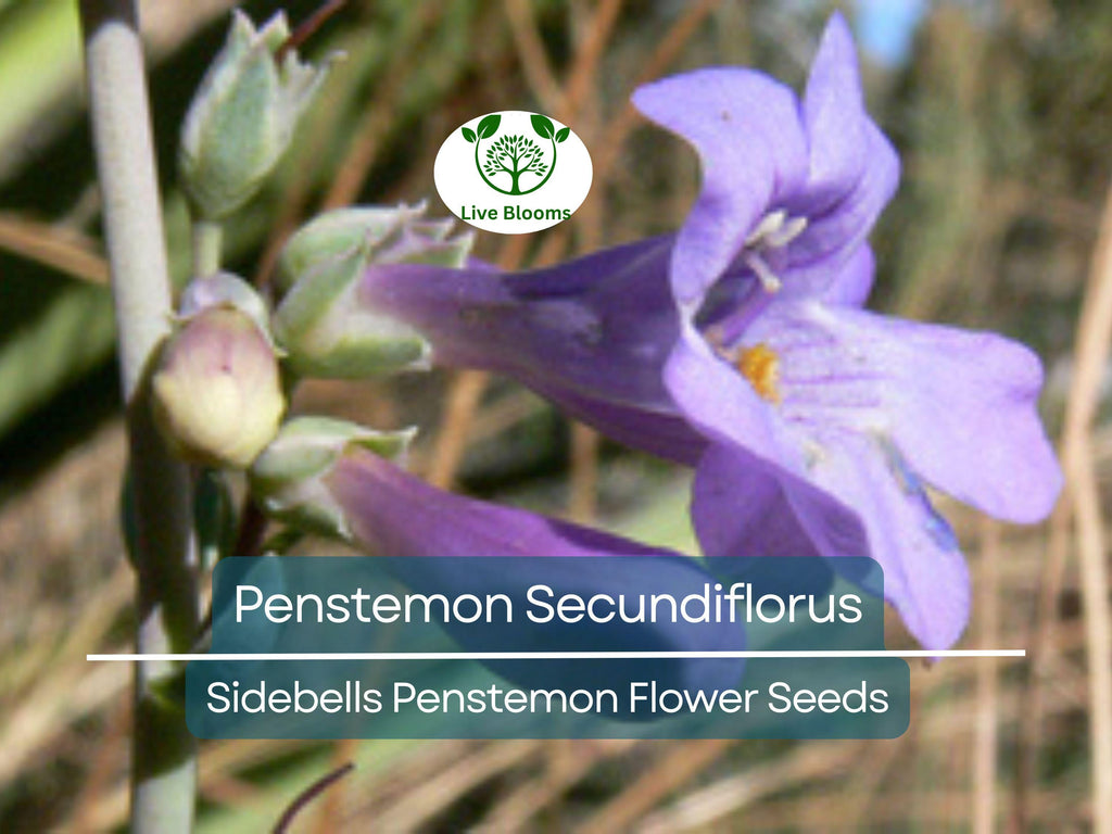 100 mg Seeds Penstemon Secundiflorus (Sidebells Penstemon) for Planting | Drought-Tolerant Native Wildflower for Gardens & Landscapes