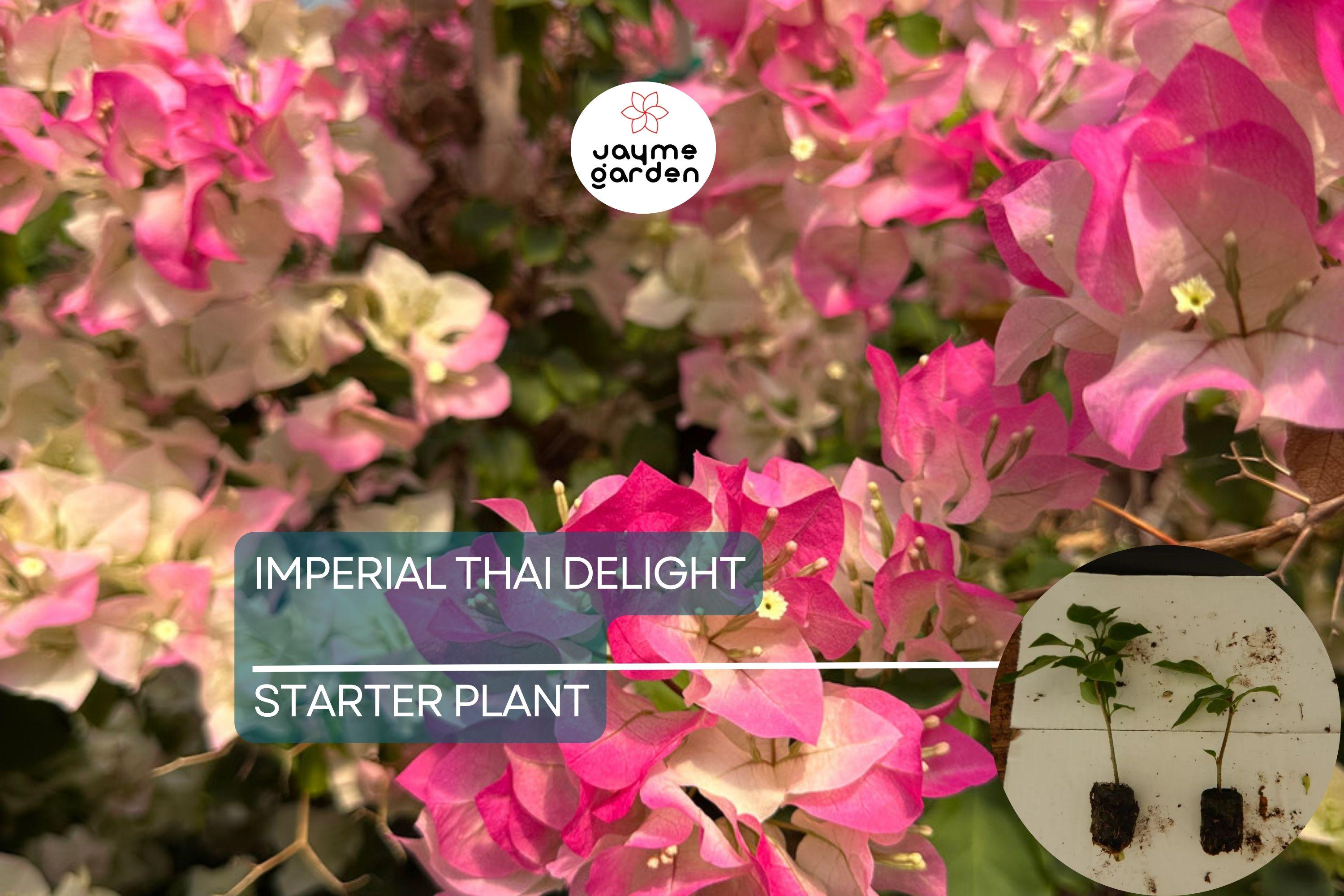 Imperial Thai Delight Bougainvillea Starter Plant - Well Rooted Live Plug, Evergreen Shrub, Light Watering, Full Sun, Tropical Beauty