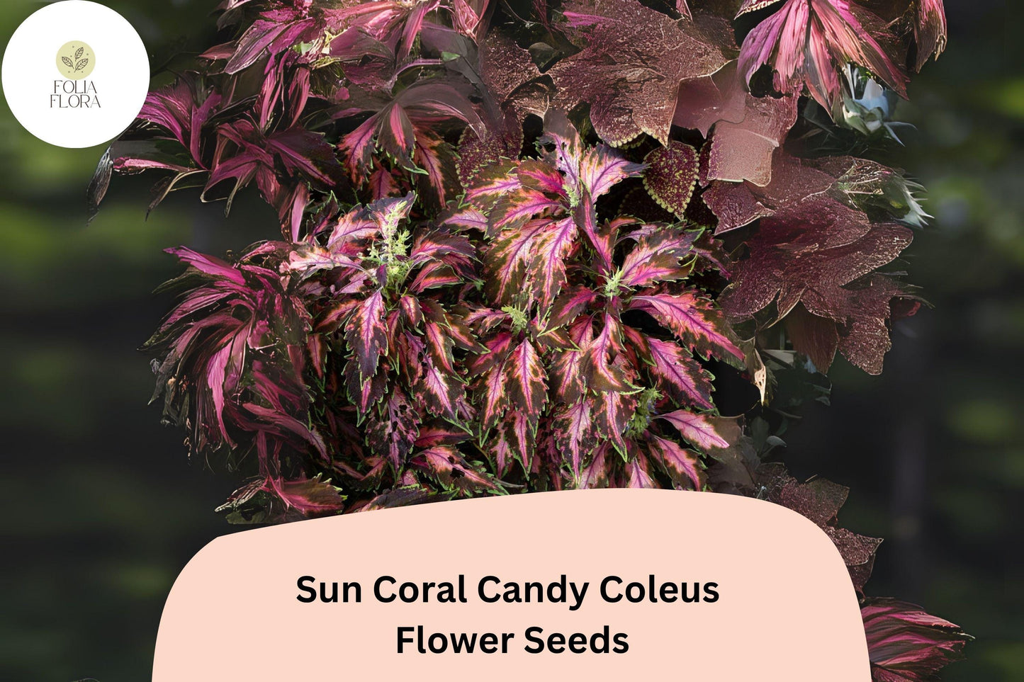 25+ Sun Coral Candy Coleus Seeds for Planting | Premium Shade Plant | Pink Green Foliage Annual | Garden Bedding Seeds
