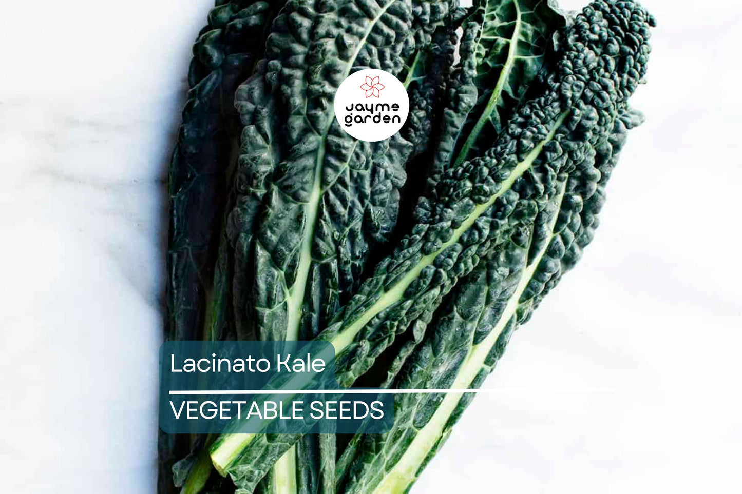 1,000 Lacinato Kale Seeds – Non-GMO Heirloom, Dinosaur Kale, Cold Hardy, Free Shipping