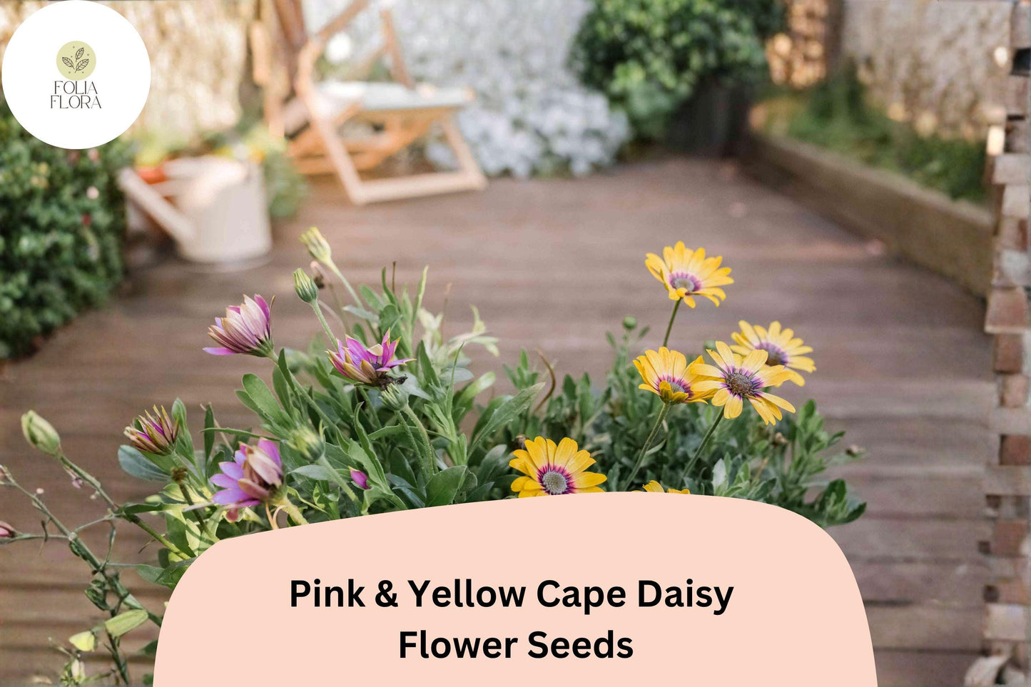200+ Pink & Yellow Cape Daisy Seeds | Osteospermum ecklonis | Vibrant Bi-Color Blooms | Easy Garden Flower