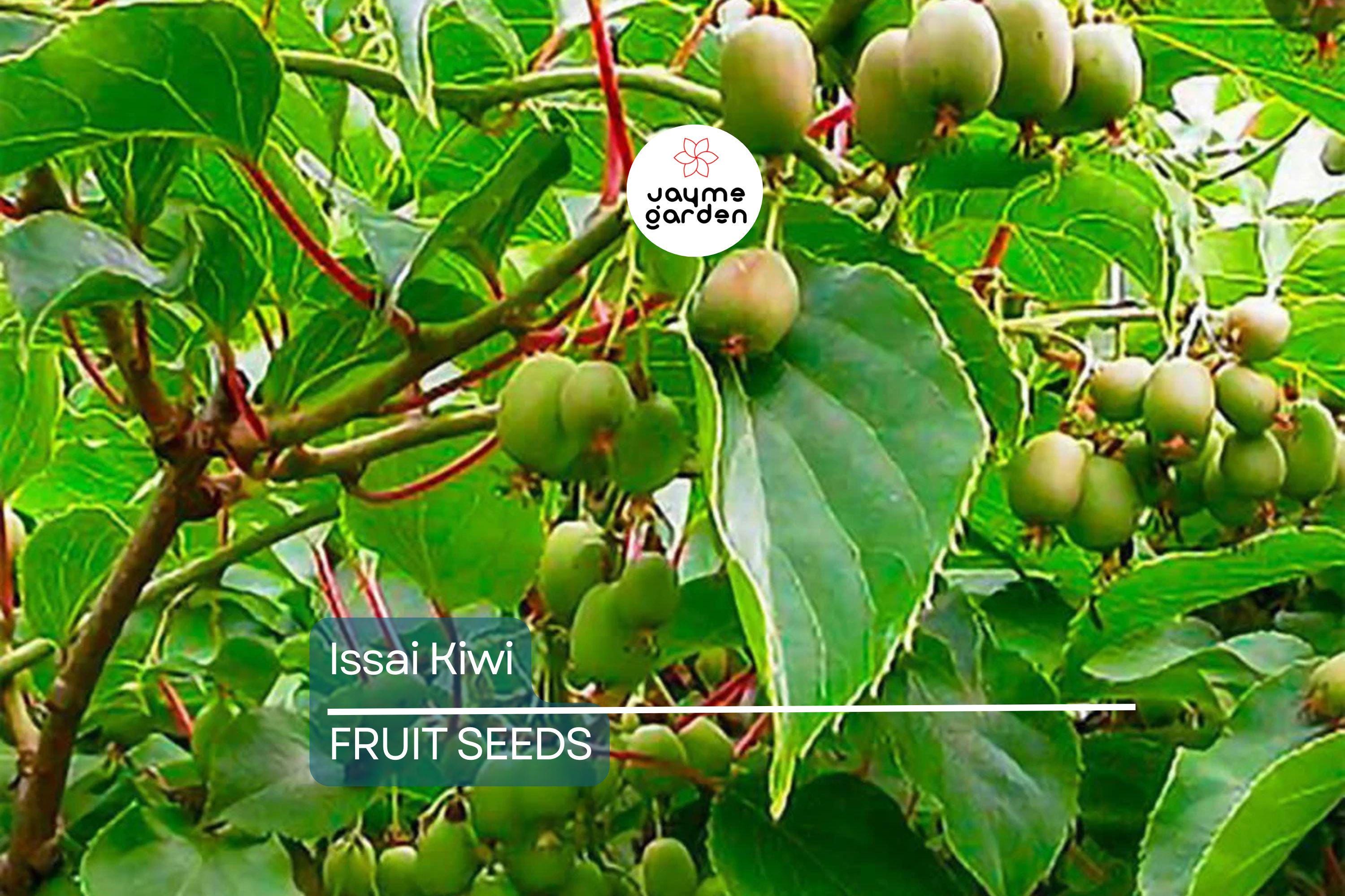 50 Issai Kiwi Seeds (Actinidia arguta) – Cold Hardy Arctic Grape Kiwi, Fast-Growing Superfruit Vine