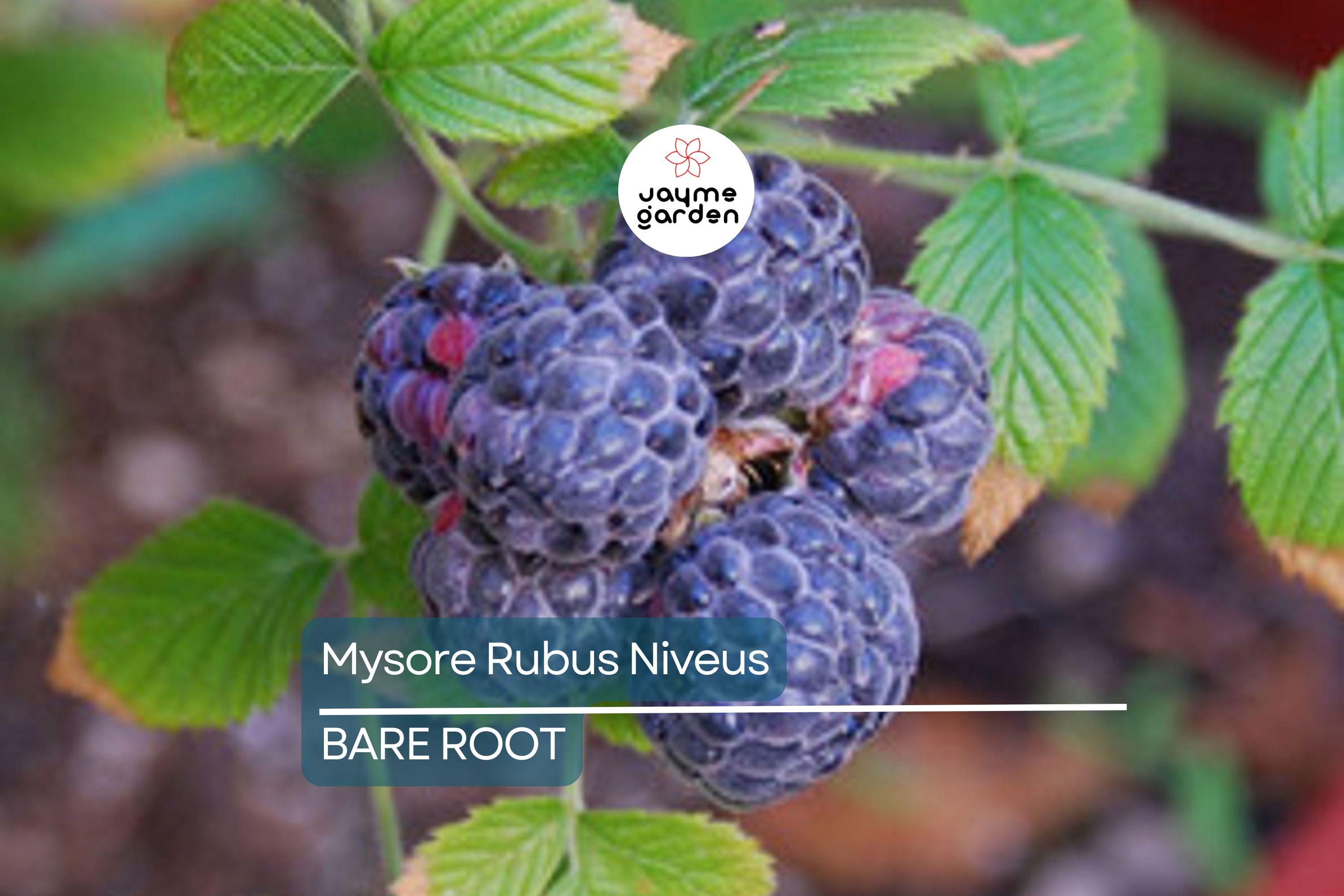 Mysore Black Raspberry Plant (Rubus niveus) – 1 Bare Root Starter, Ever-Bearing, Sweet Fruit Bush for Warm Climates, Zones 9-11