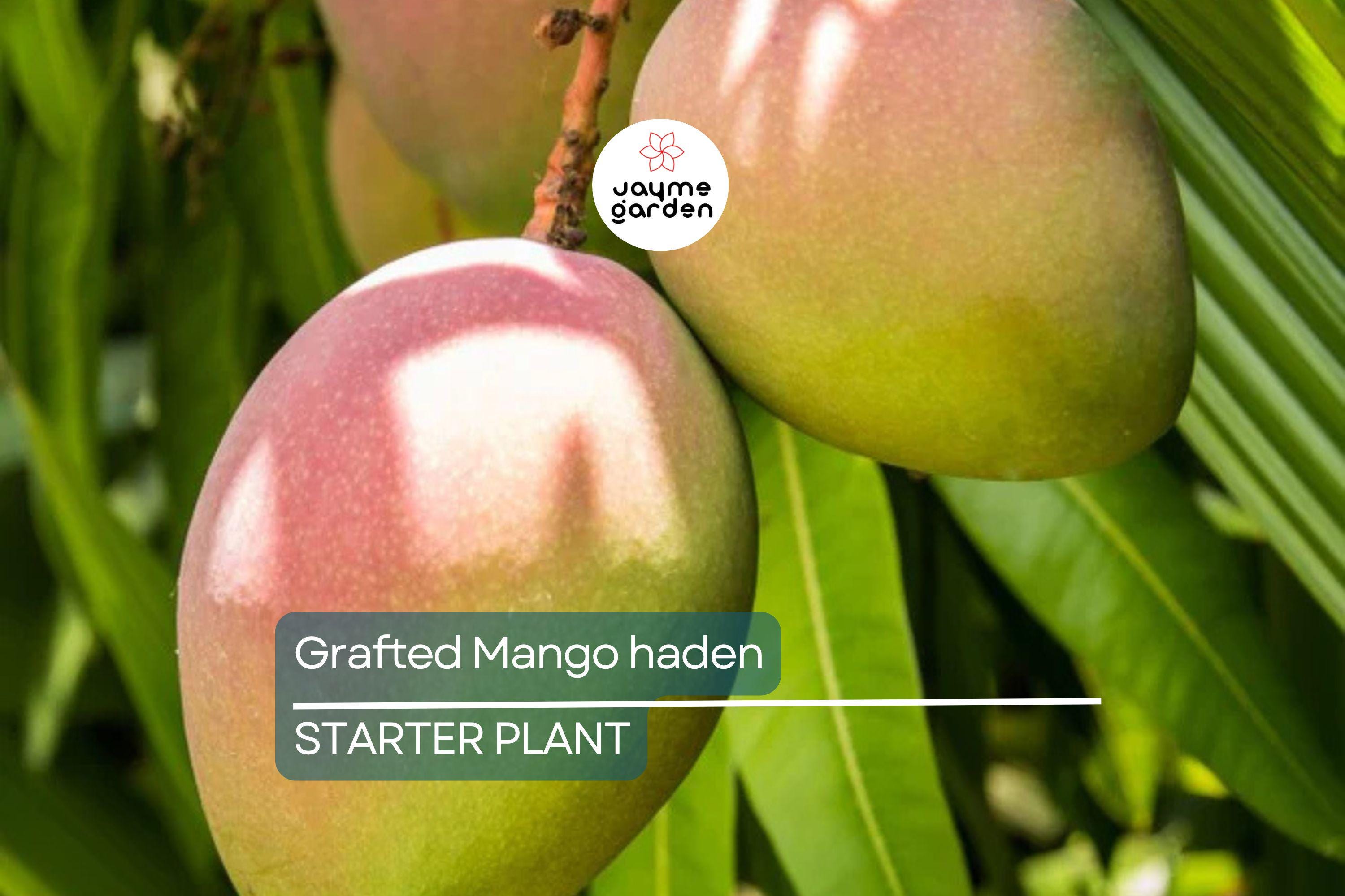 Grafted Mango Haden Tree (Mangifera) Starter 3’-4’ - Juicy, Sweet & Tangy Tropical Fruit Tree for Gardens