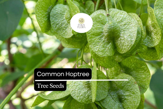Common Hoptree Seeds (5) | Ptelea trifoliata | Hardy Native Shrub Tree | Pollinator Friendly | Aromatic Leaves