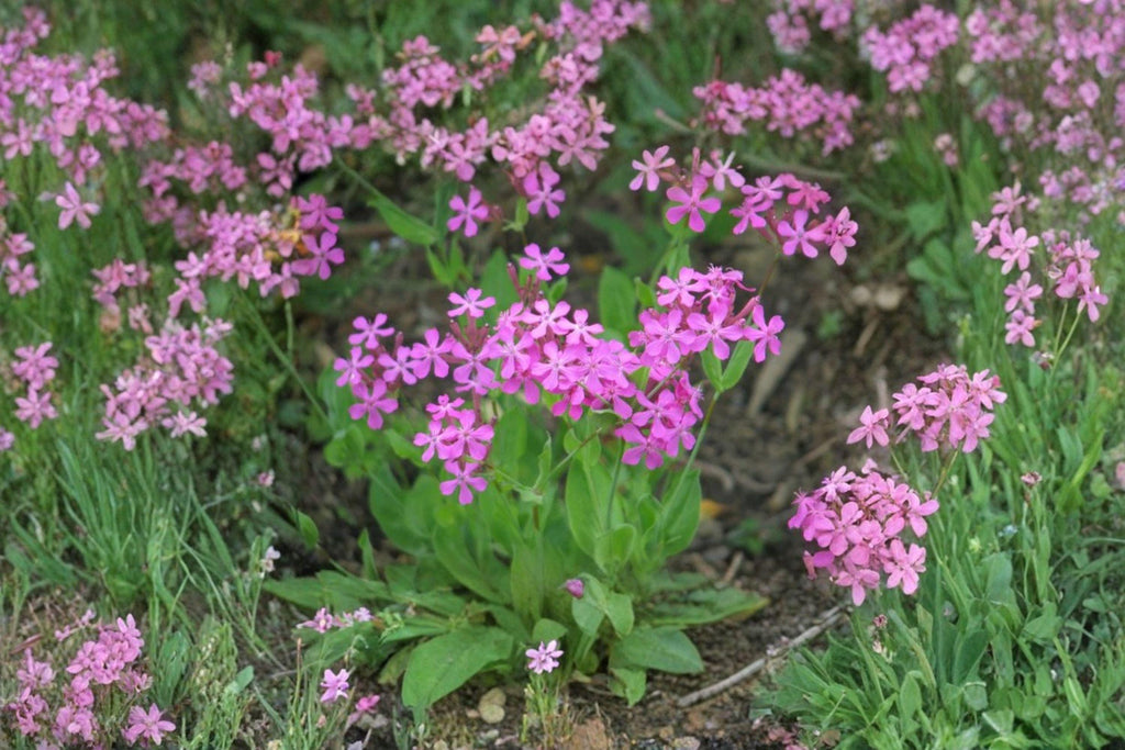 Catchfly – Silene armeria | 100 Seeds | Sweet William Catchfly | Bright Pink Blooms
