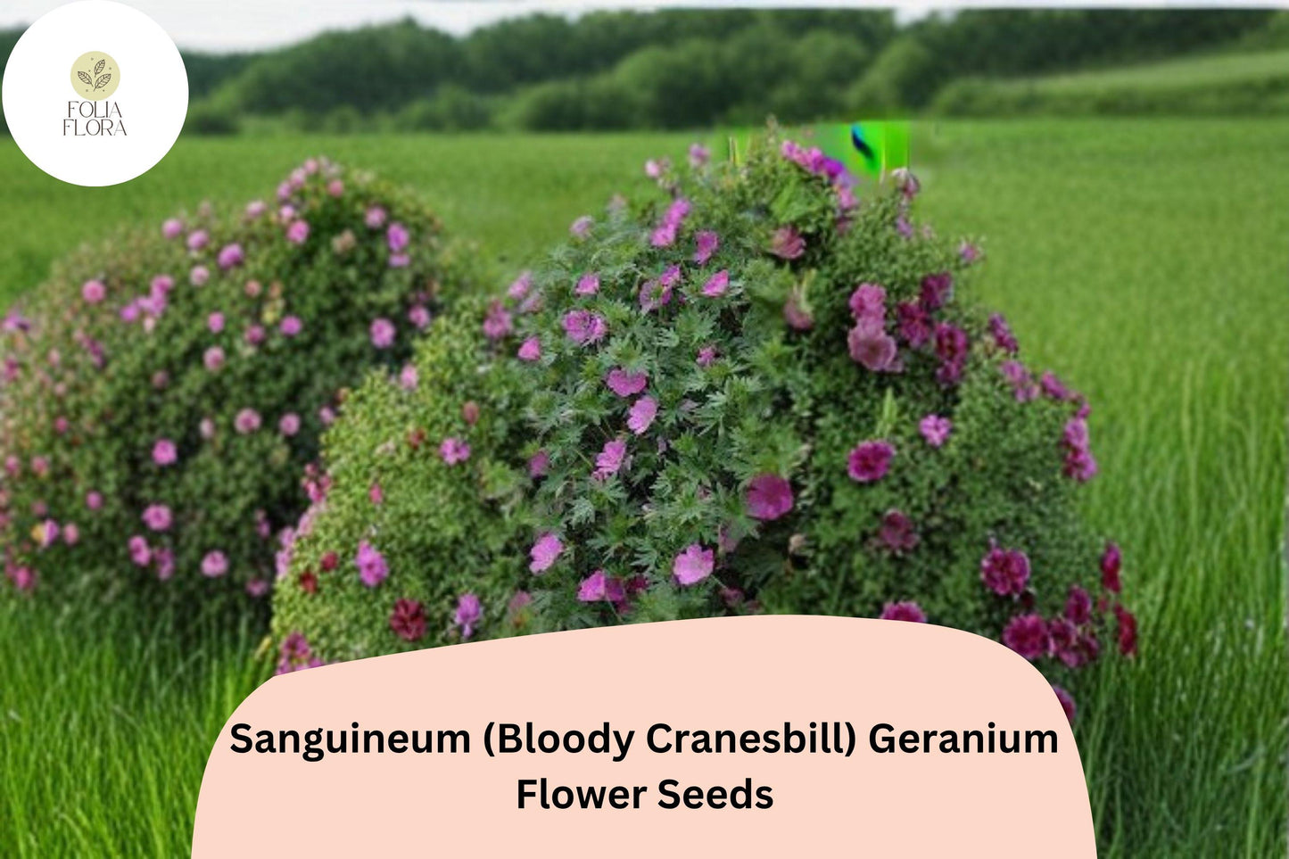 25+ Sanguineum (Bloody Cranesbill) Geranium Seeds | Purple Perennial Geranium Seeds for Garden Borders & Rock Gardens