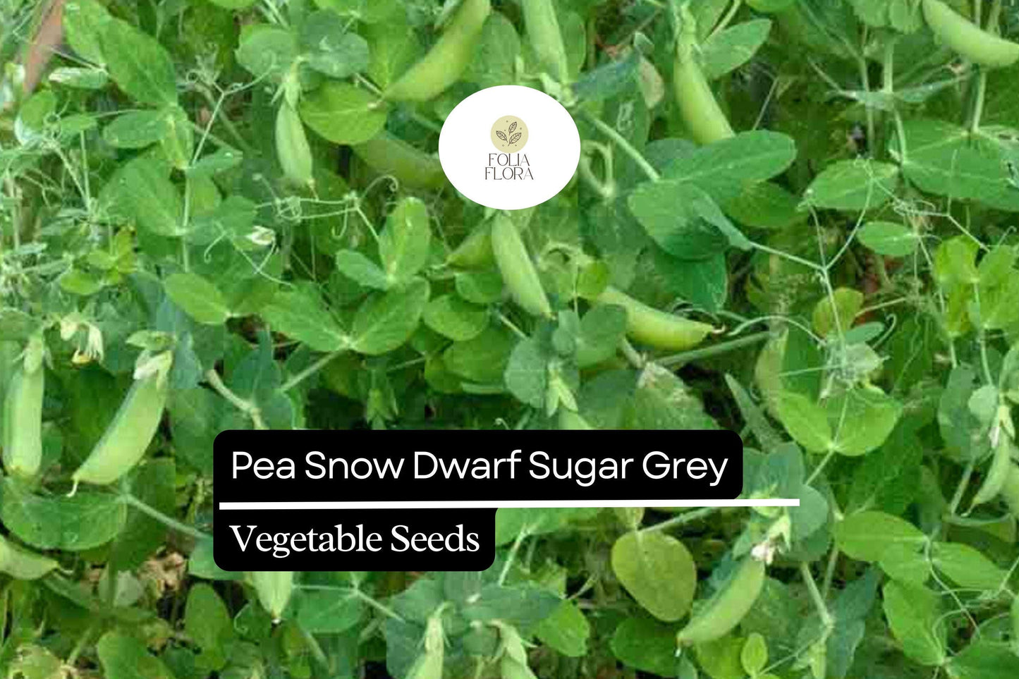 5g Pea Snow Dwarf Sugar Grey Seeds Pisum sativum | Heirloom, Non-GMO, Sweet & Tender Pods, Compact Plants, Easy to Grow