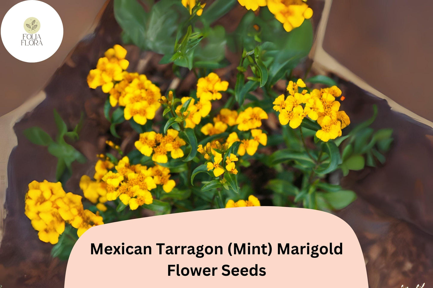 25+ Mexican Tarragon (Mint Marigold) Seeds | Tagetes lucida | Aromatic Herb & Ornamental Flower for Garden Planting