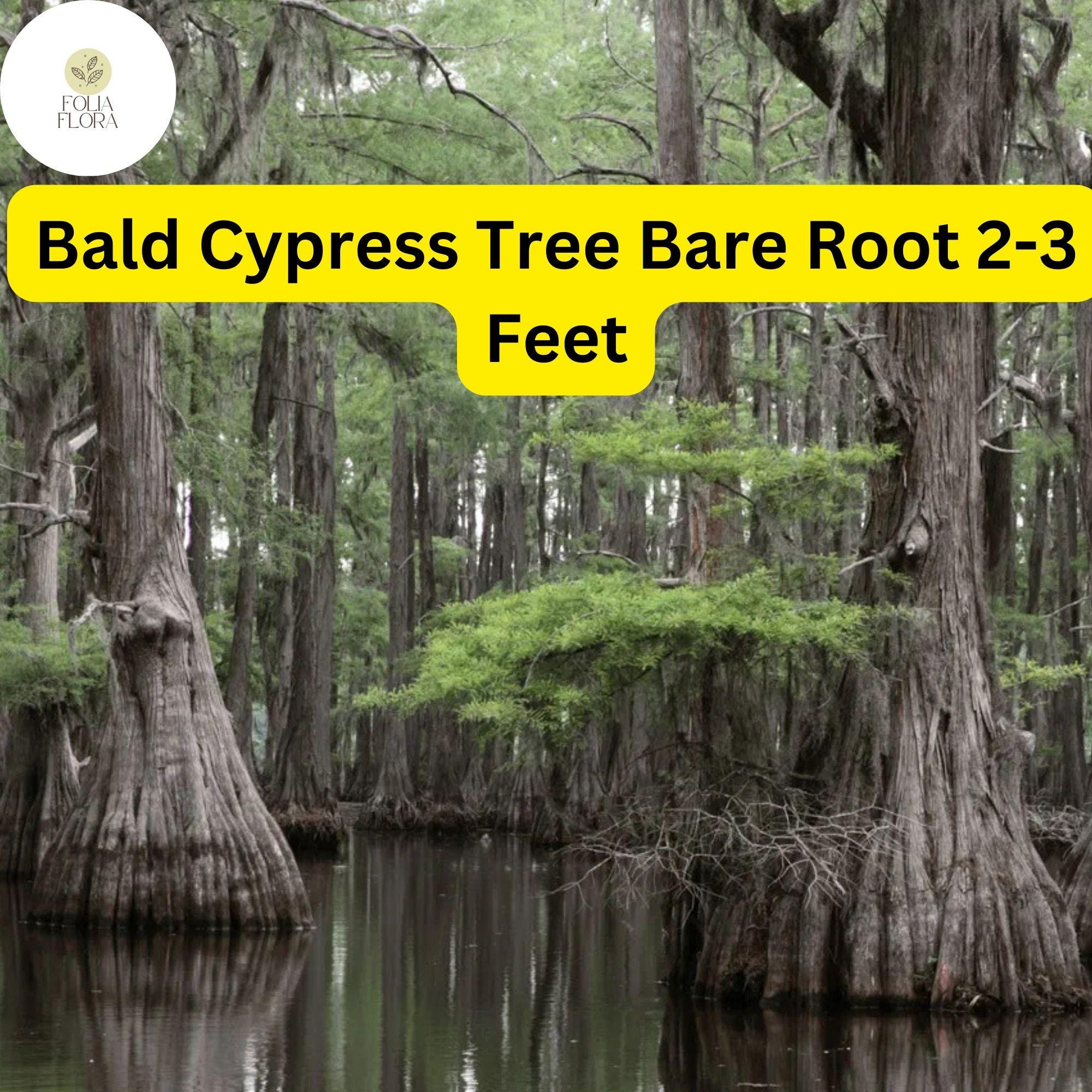 1 Bald Cypress Tree (Taxodium distichum) – Live Bare Root Plant 2-3 Feet