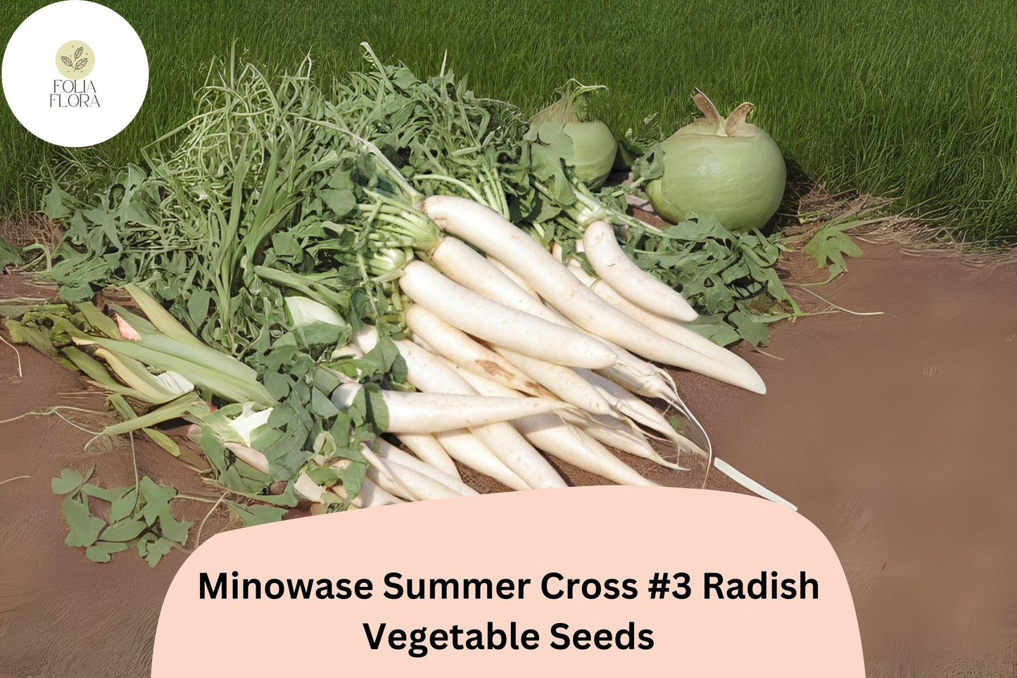 500+ Minowase Summer Cross #3 Radish Seeds – Hybrid Daikon Radish for Garden Planting