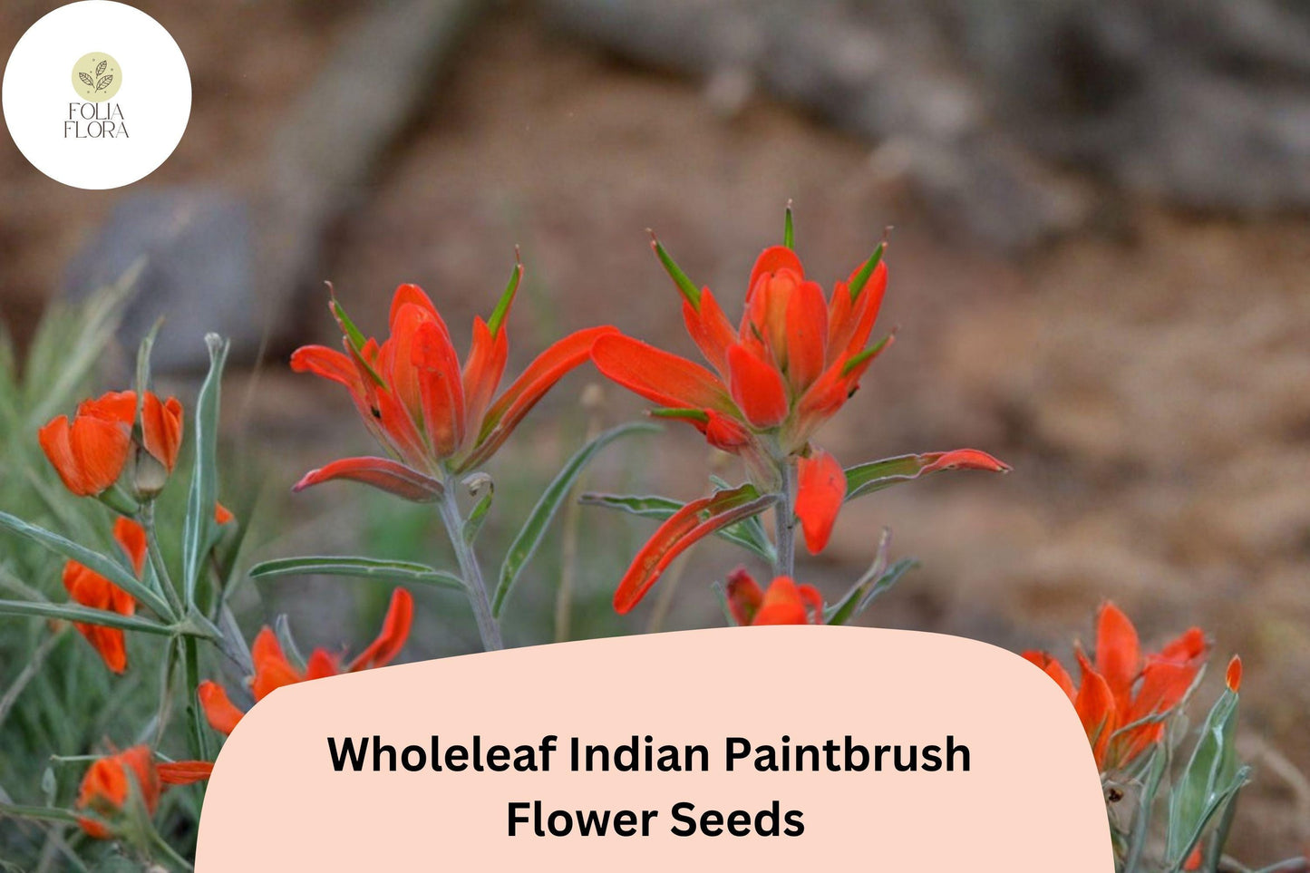 300 Castilleja integra Seeds | Wholeleaf Indian Paintbrush | Native Red Wildflower for Meadow & Pollinator Gardens