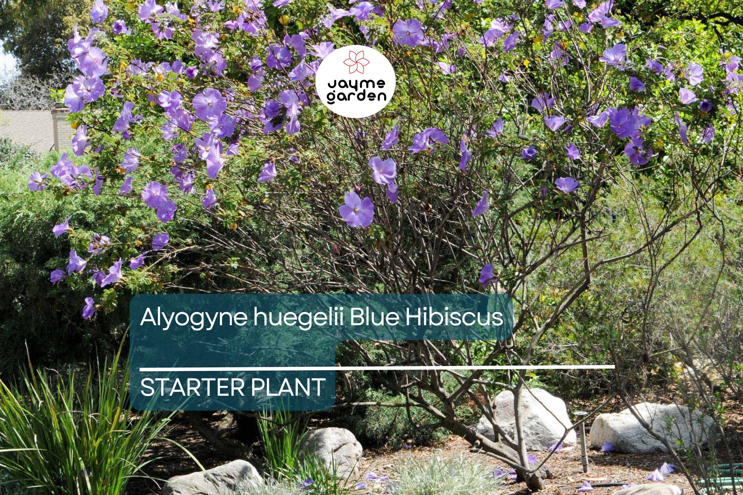 Blue Hibiscus Starter Plant - Alyogyne huegelii - Live Well Rooted Seedling, Blue-Purple Blooms, Indoor & Outdoor, Medium Watering