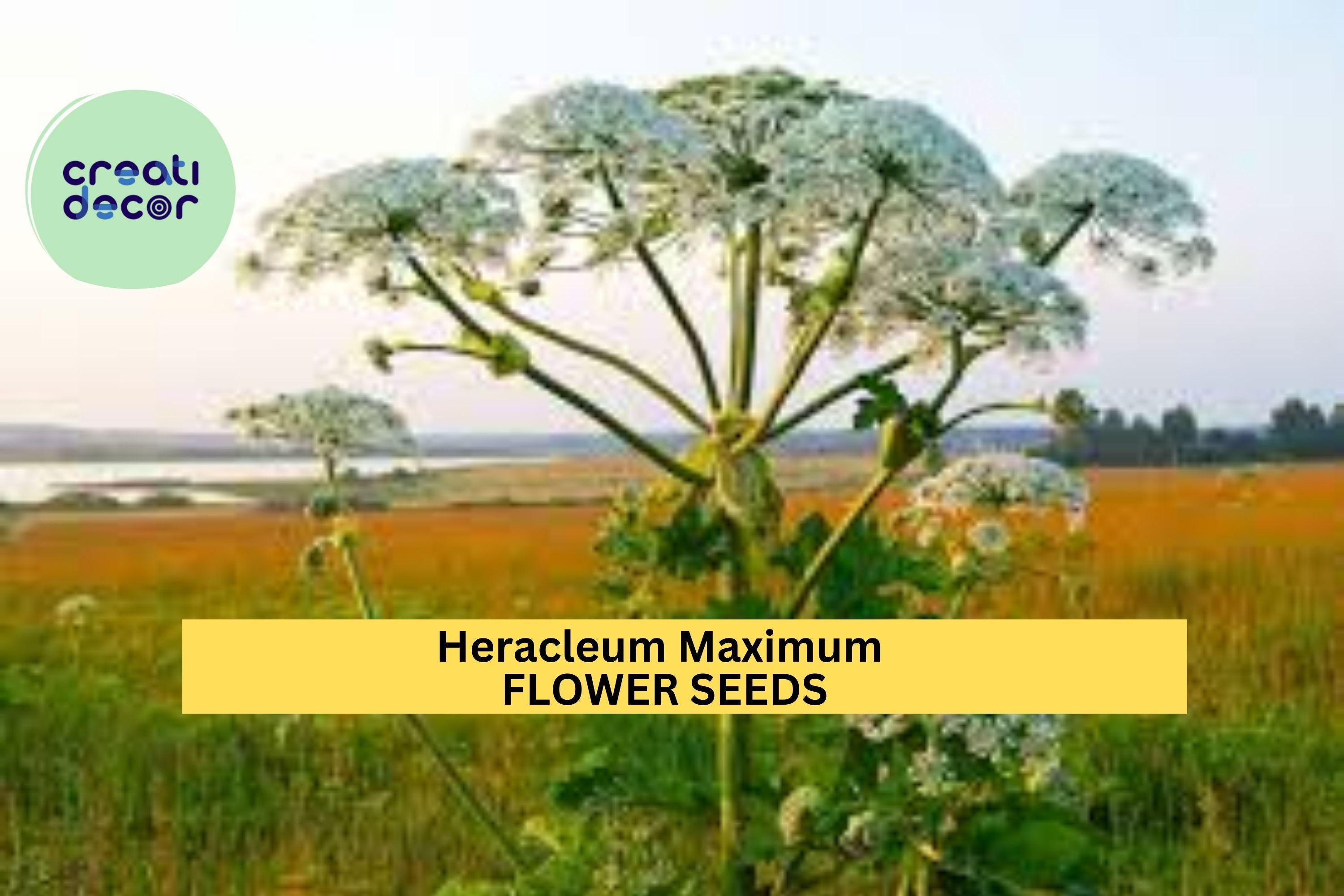3pcs of 1g Cow Parsnip Seeds – Heracleum maximum Native Wildflower for Pollinators & Naturalized Landscapes Seeds for Planting