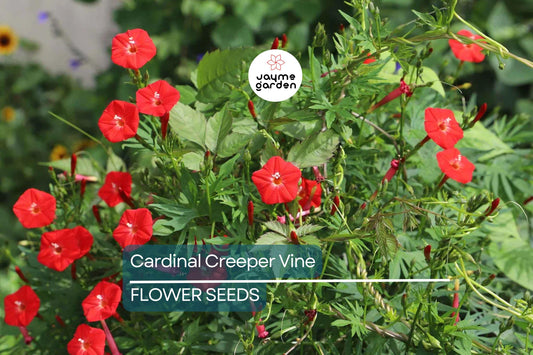 20 Star Glory Seeds (Ipomoea quamoclit) – Cardinal Creeper Vine, Scarlet Red Blooms, Attracts Hummingbirds, USDA Zones 11-12, Fast-Growing
