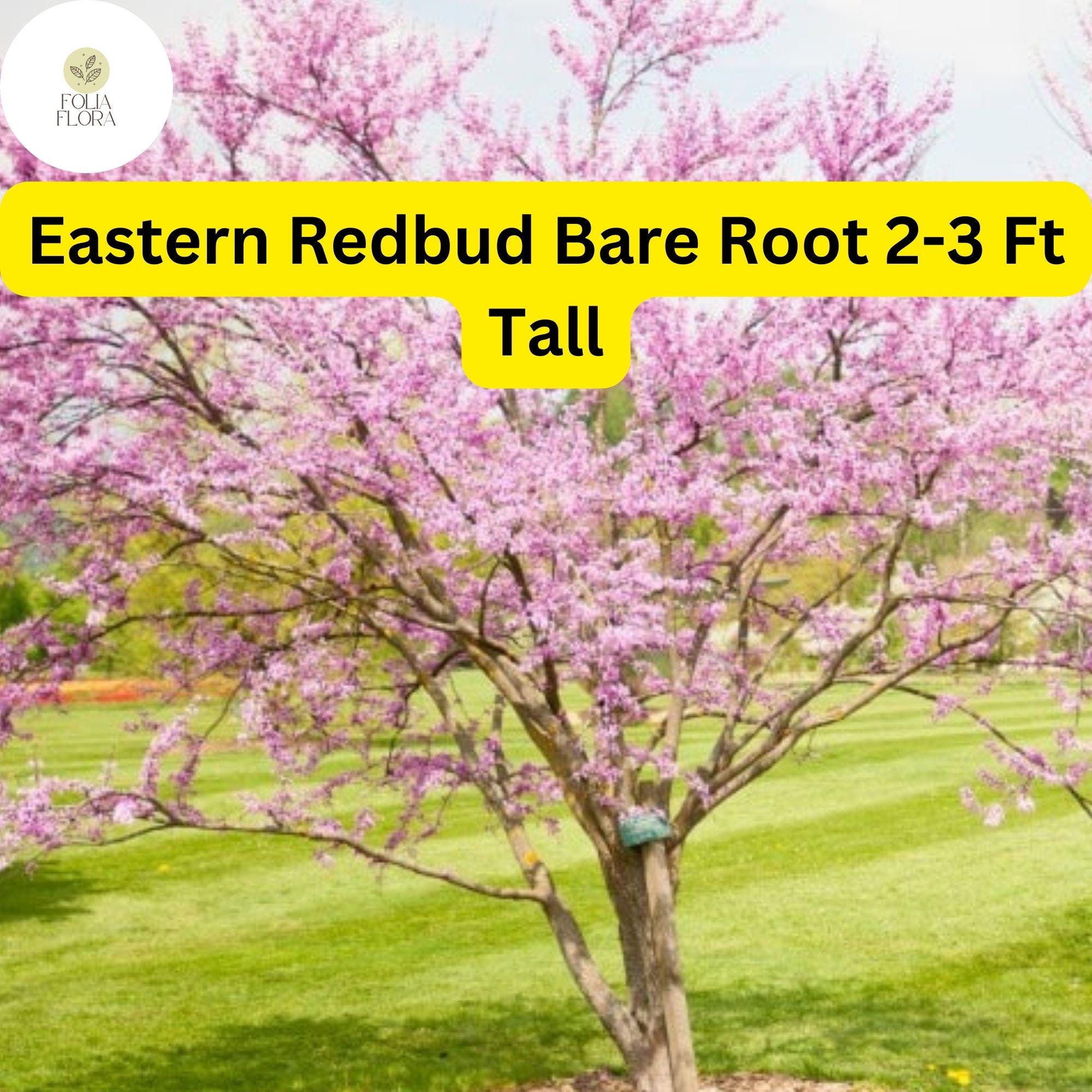 1 Eastern Redbud Tree, 2-3 Ft Tall, Live Bare Root Plant, Cercis canadensis, Ready to Plant