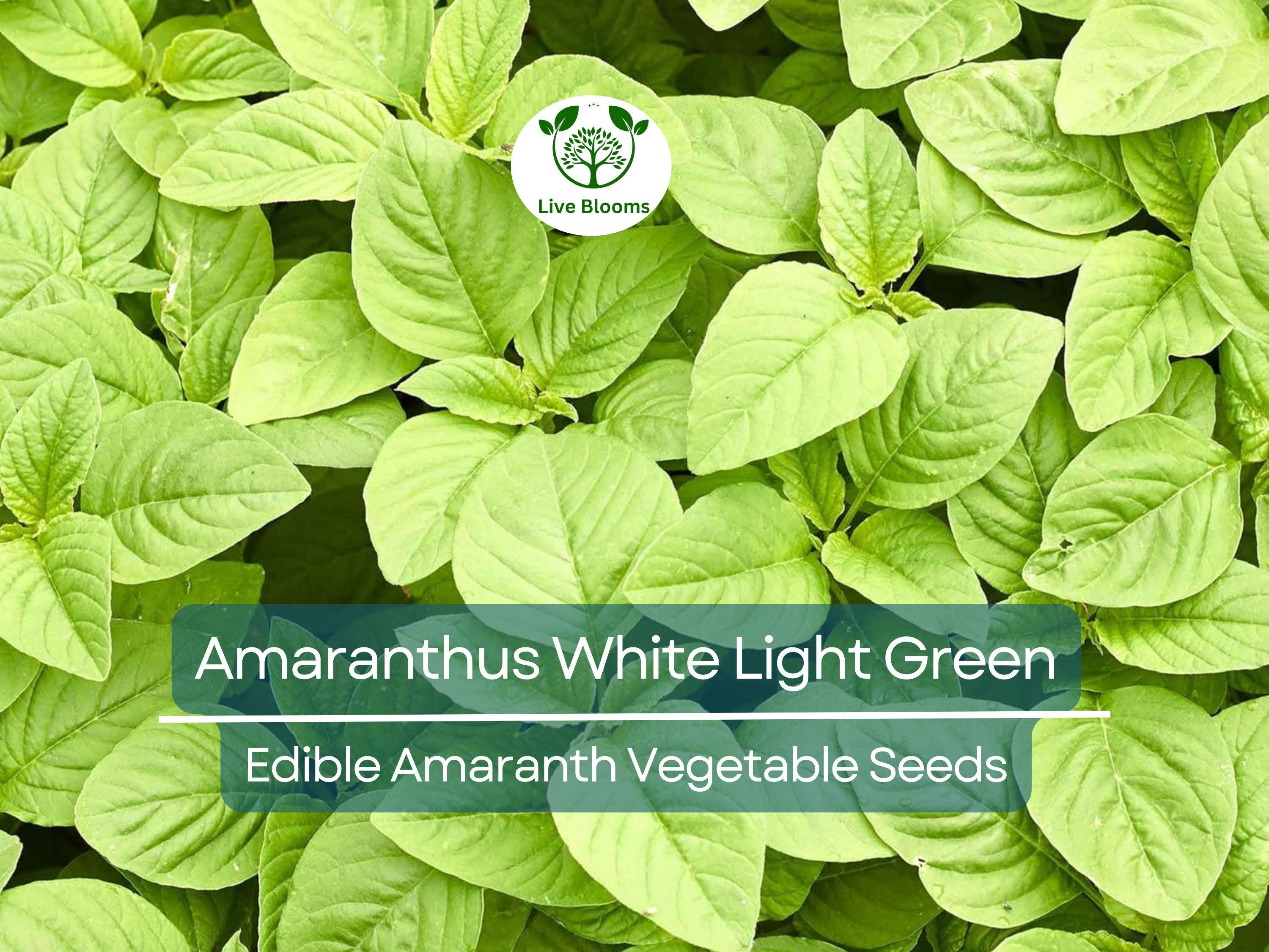 500 Edible Amaranth Seeds - Amaranthus White Light Green | Chinese spinach | Nutritious Leafy Green for Planting, Gardening & Culinary Use