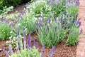 Vera Lavender 100 Seeds | True English Lavender | Fragrant Flowers | Culinary & Aromatic Herb