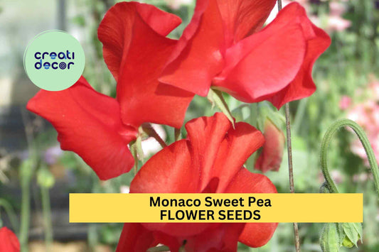 50+ Monaco Sweet Pea Seeds – Deep Red Fragrant Blooms for Garden Planting, Climbing Vines for Trellises & Bouquets – USA