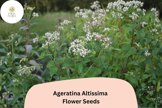500 Ageratina altissima Seeds | White Snakeroot | Native Wildflower for Pollinator & Woodland Gardens