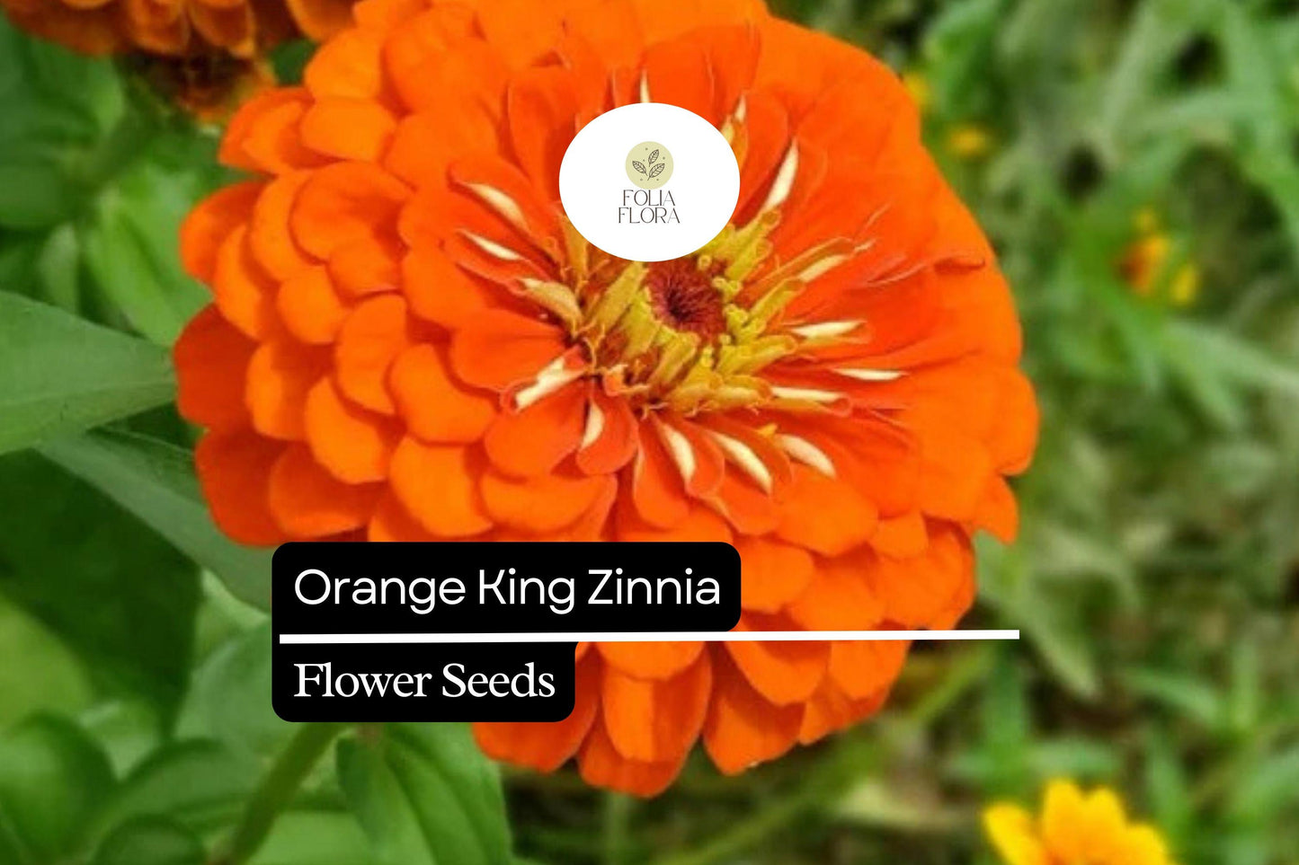Orange King Zinnia (Zinnia elegans) Seeds – Vibrant Orange Blooms for Summer Gardens