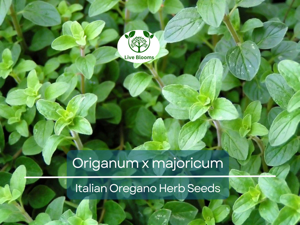 100 Italian Oregano Seeds for Planting - Origanum x majoricum - Aromatic Herb for Cooking, Mediterranean Dishes, Kitchen & Herb Gardens