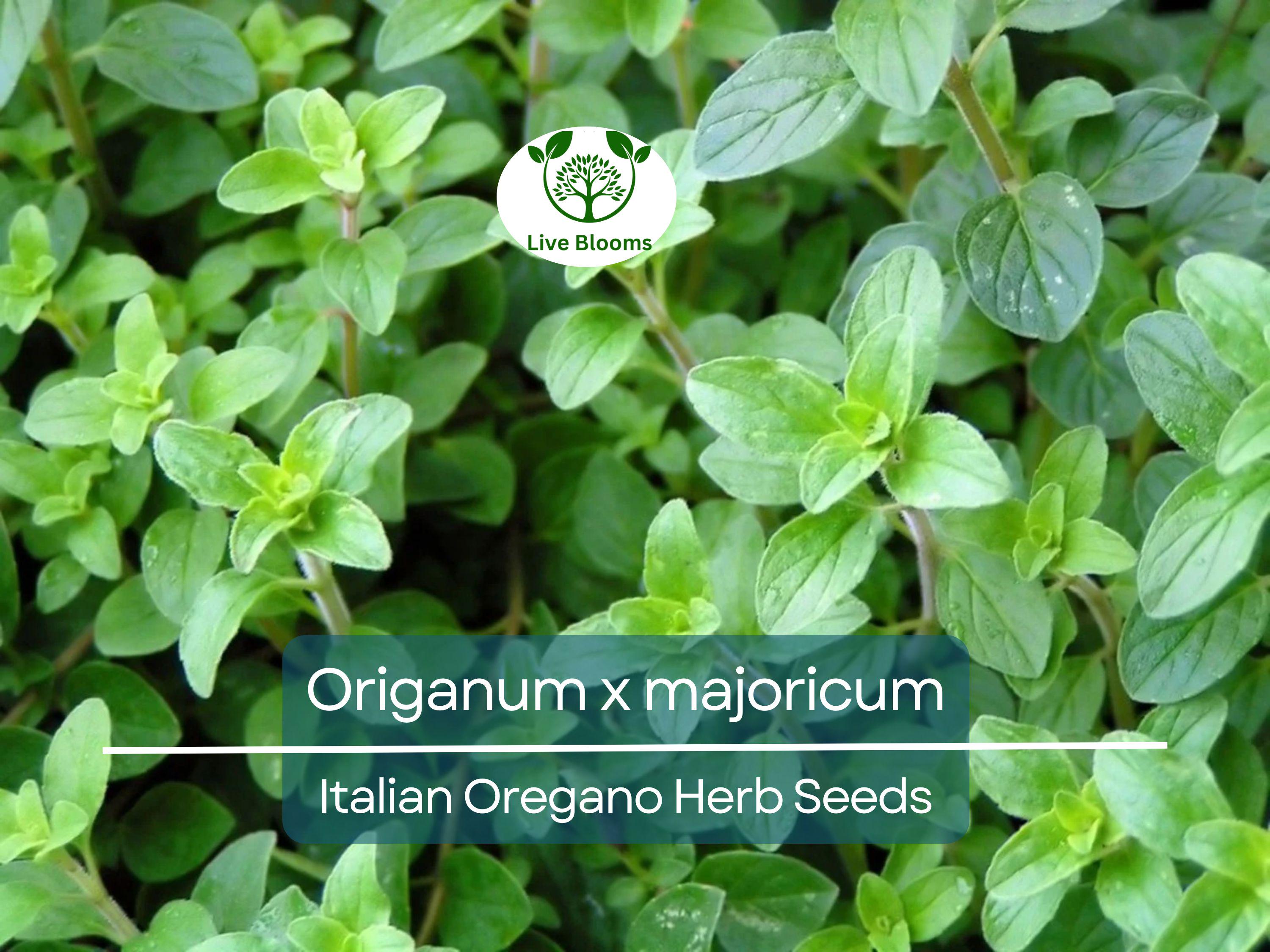 100 Italian Oregano Seeds for Planting - Origanum x majoricum - Aromatic Herb for Cooking, Mediterranean Dishes, Kitchen & Herb Gardens