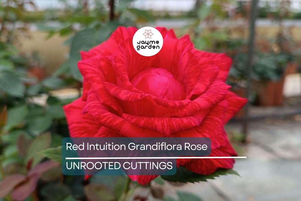 SUPER RARE Red Intuition Grandiflora Rose – 3 Unrooted Cuttings for Rooting or Grafting – Vibrant Blooms, Easy to Grow