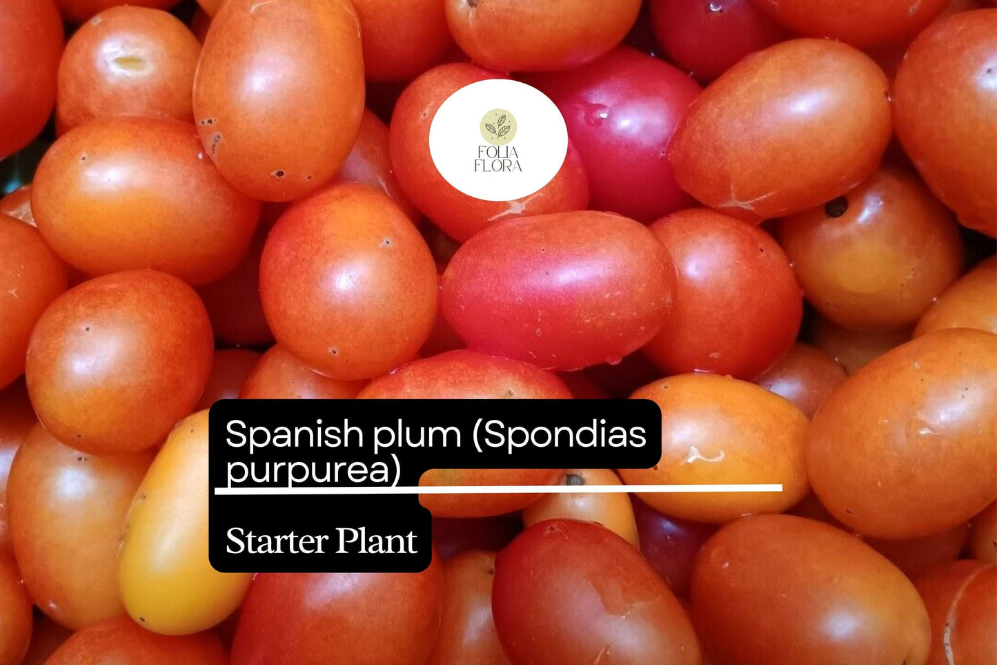 1 Starter Plant Spanish Plum Tree (Spondias purpurea) Live Tropical Fruit Tree 3'-4'