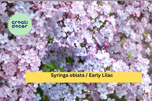 Early Lilac Seeds Syringa oblata 25 Count Fragrant Purple Flower Garden Shrub Seeds