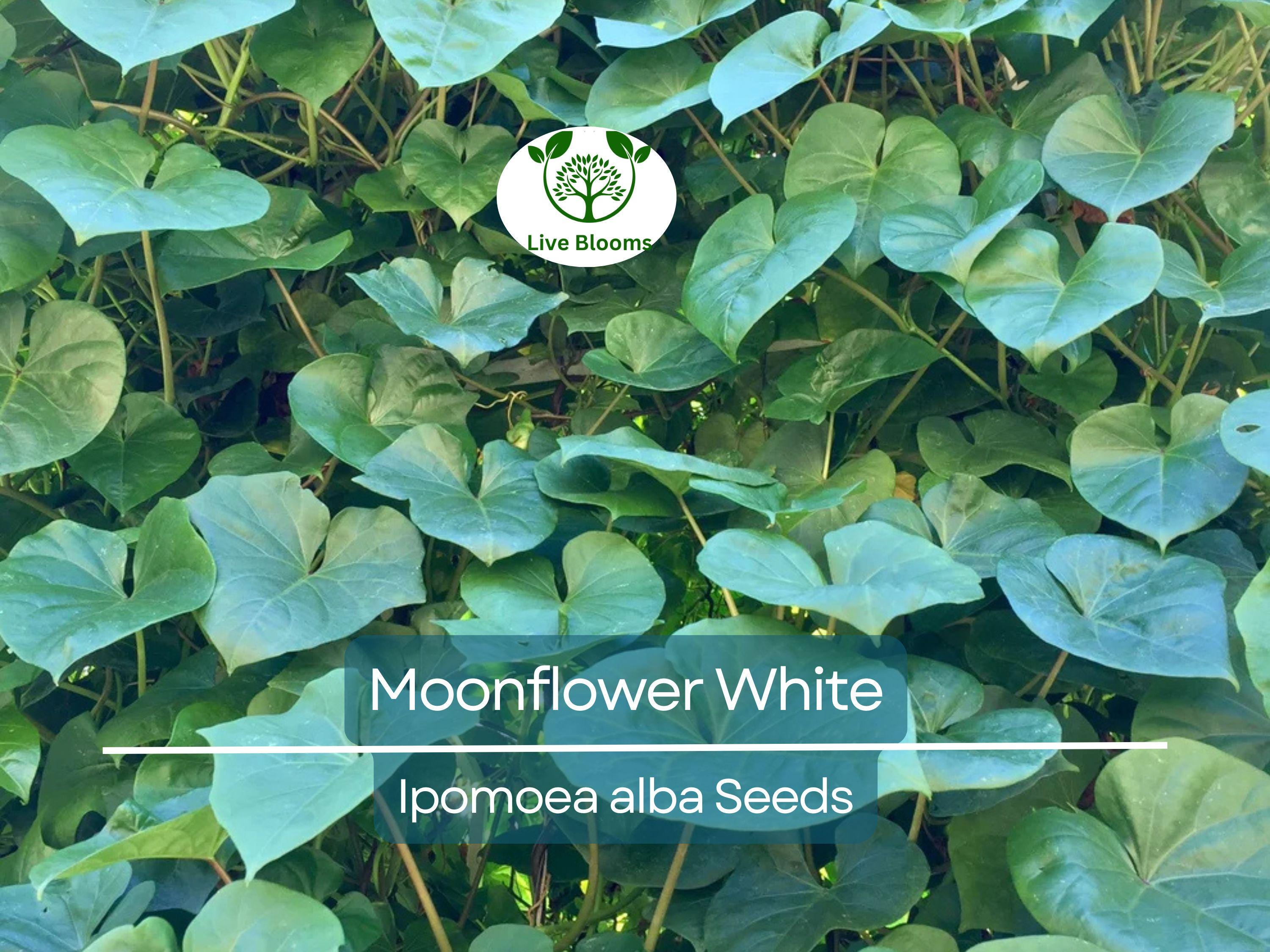 25 Seeds MOONFLOWER WHITE, Night Flowering Vine, Ipomoea alba, Moths Pollinate, Fragrant, Non-GMO, Beautiful Evening Blooms