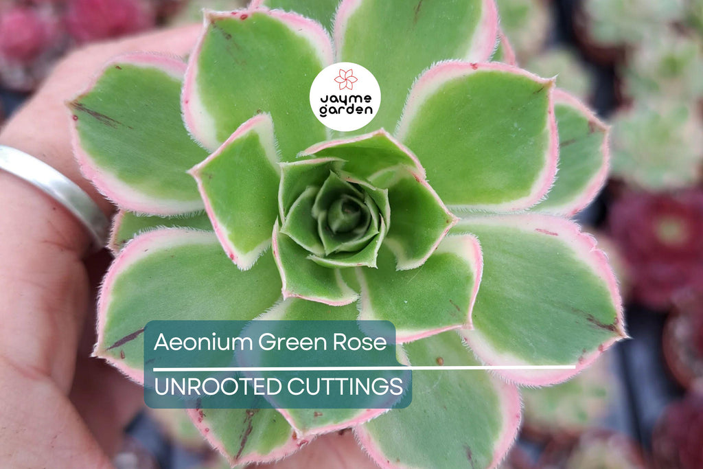 Aeonium Green Rose Cutting | 3" Head | Fresh Unrooted Succulent | Easy to Grow | Perfect for Propagation