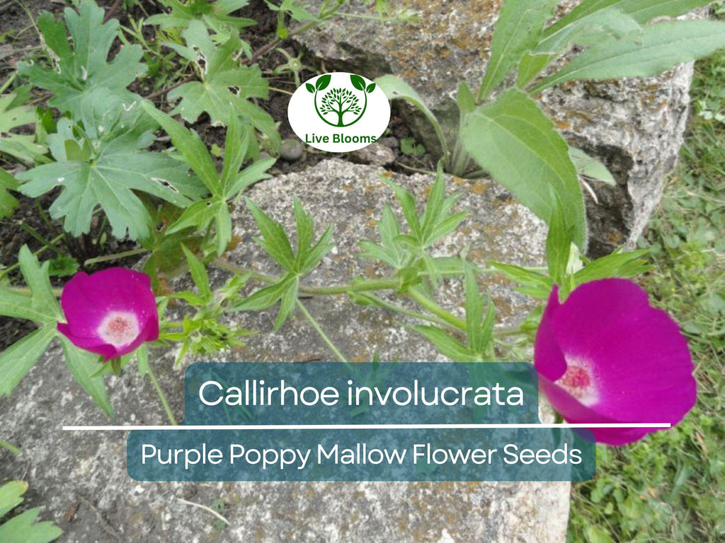 15 Callirhoe Involucrata Purple Poppy Mallow Seeds, Wildflower, Perennial, Native Plant, Drought-Tolerant, Garden, Ground Cover, Landscape