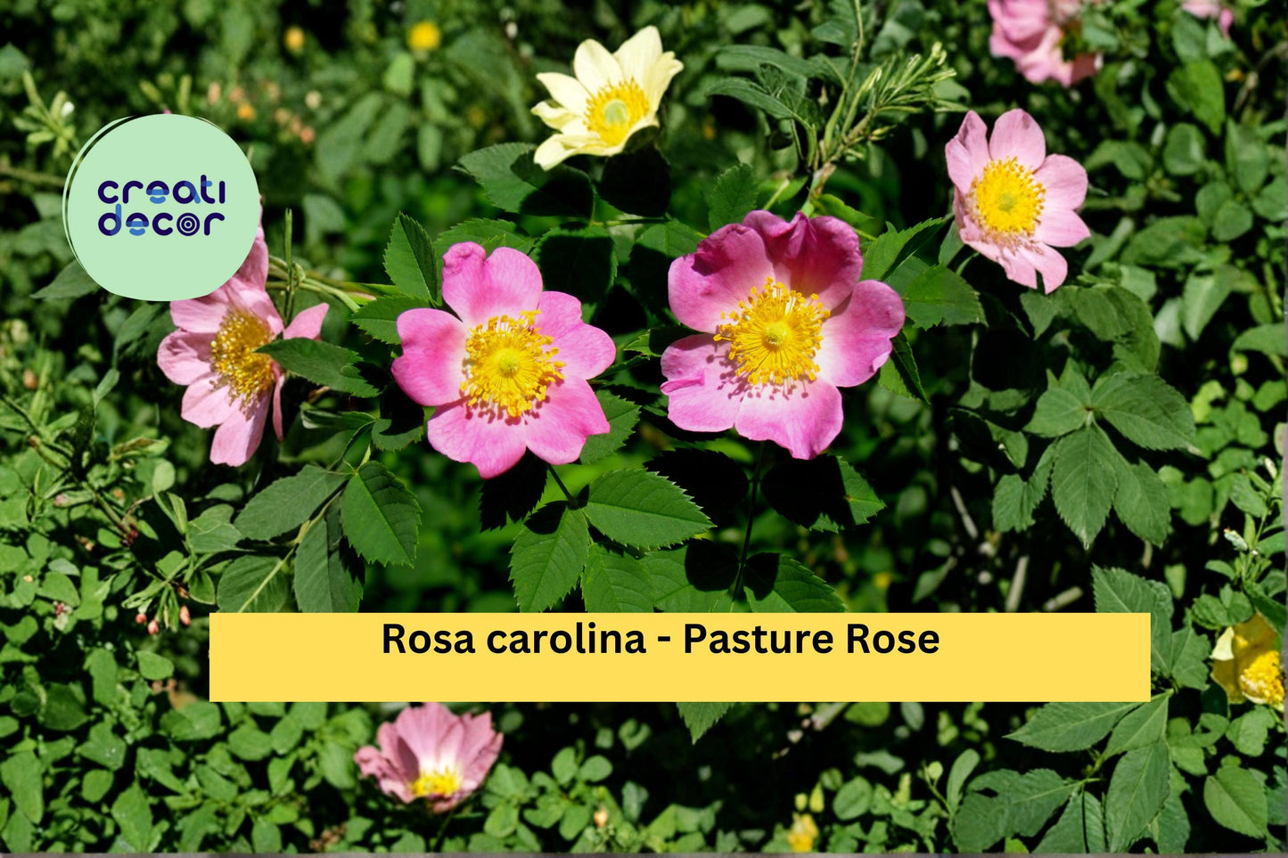 Pasture Rose Seeds Rosa carolina 10 Count Native Pink Wild Rose Garden Shrub Plant Seeds