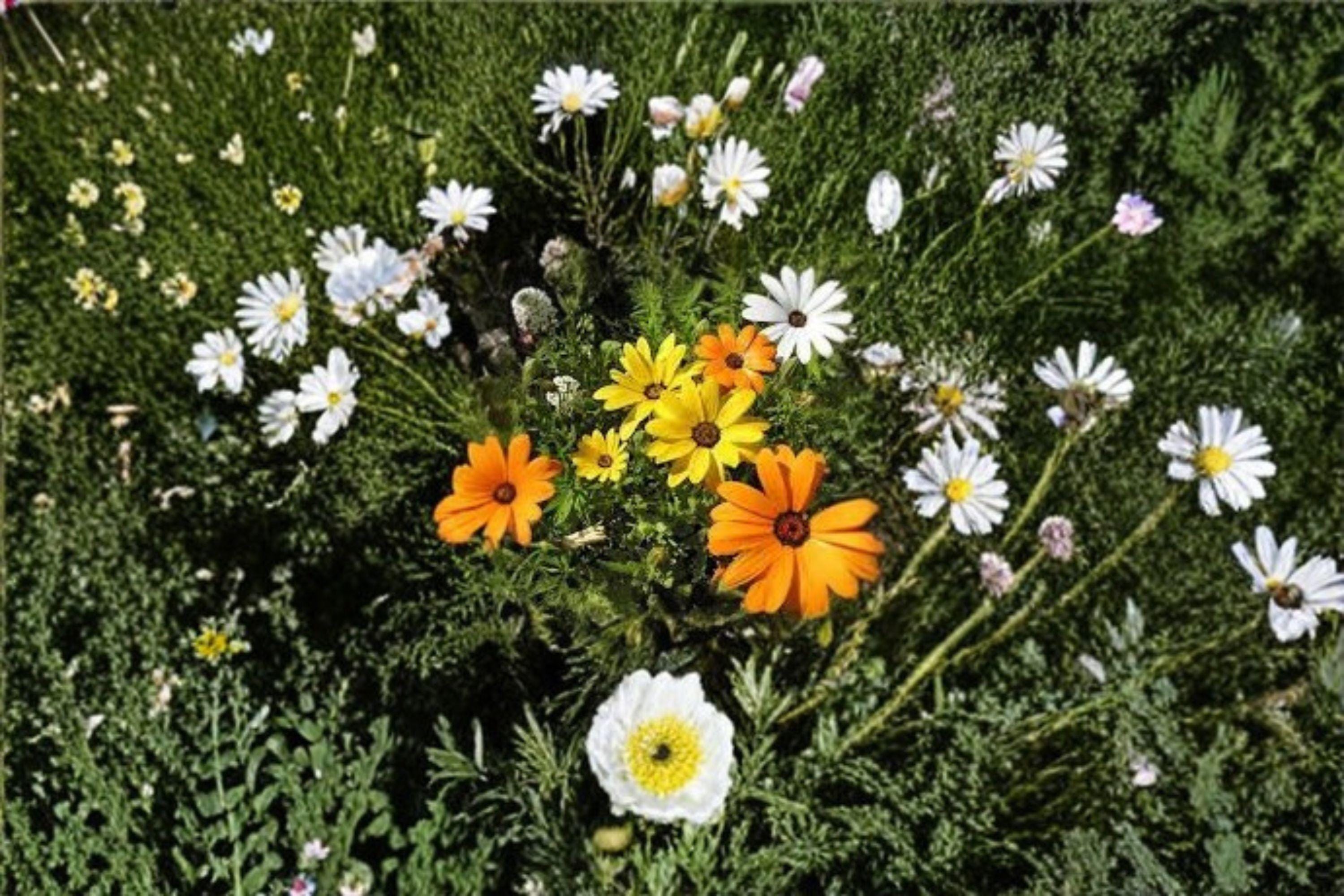 African Daisy – Dimorphotheca sinuata Seeds | 50 Seeds | Bright Orange Wildflower | Drought-Tolerant Garden Favorite