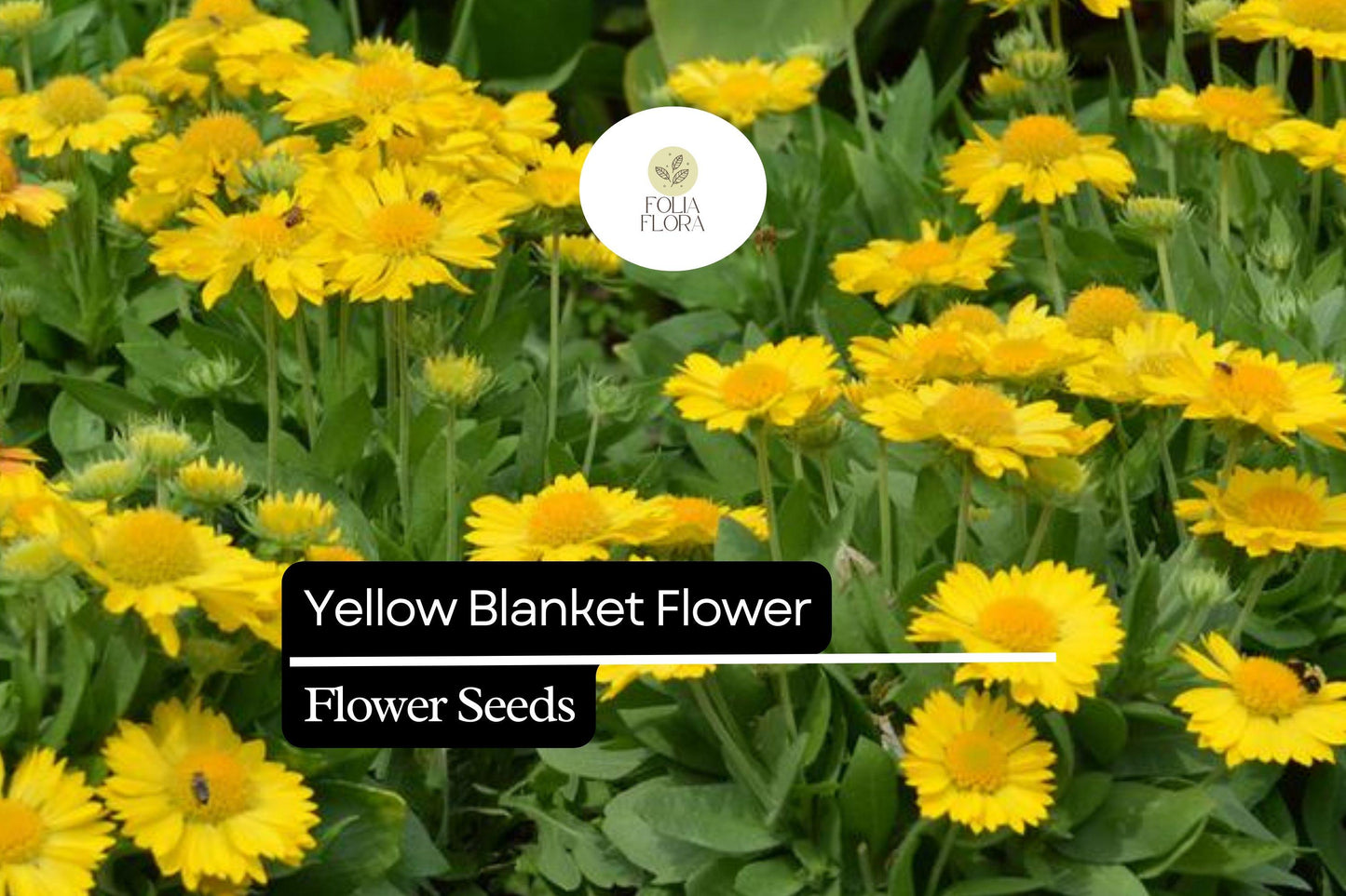 25 Yellow Blanket Flower Seeds – Gaillardia aristata 'Aurea Pura' – Perennial, Drought-Tolerant, Bright Yellow Blooms for Pollinators