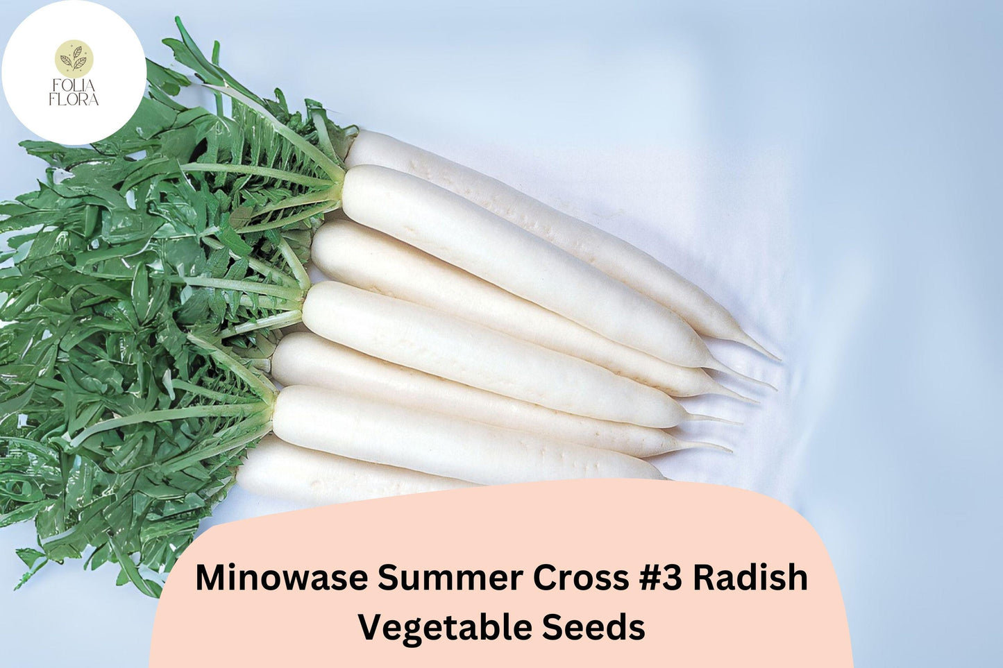 500+ Minowase Summer Cross #3 Radish Seeds – Hybrid Daikon Radish for Garden Planting