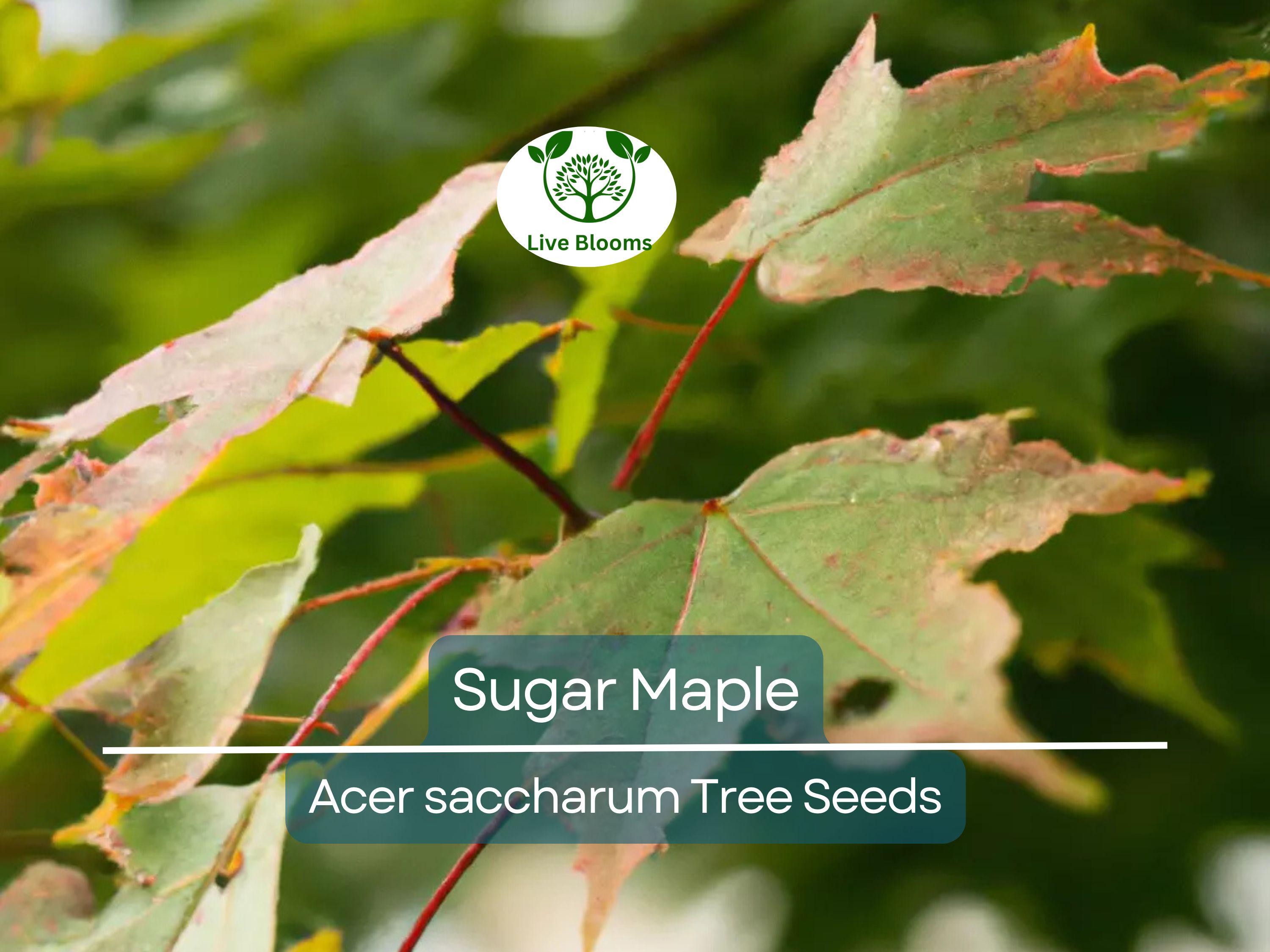 10 Sugar Maple Tree Seeds (Acer saccharum), Fall Color, Edible Maple Syrup Source, Hardy, Shade Tree, Perfect for Landscaping & Gardening