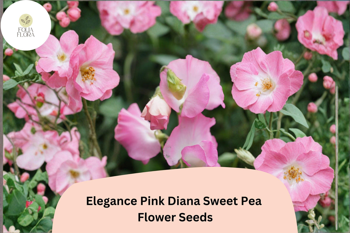 Elegance Pink Diana Sweet Pea Seeds | Lathyrus odoratus Pink Climbing Vine (50+ Seeds) for Garden
