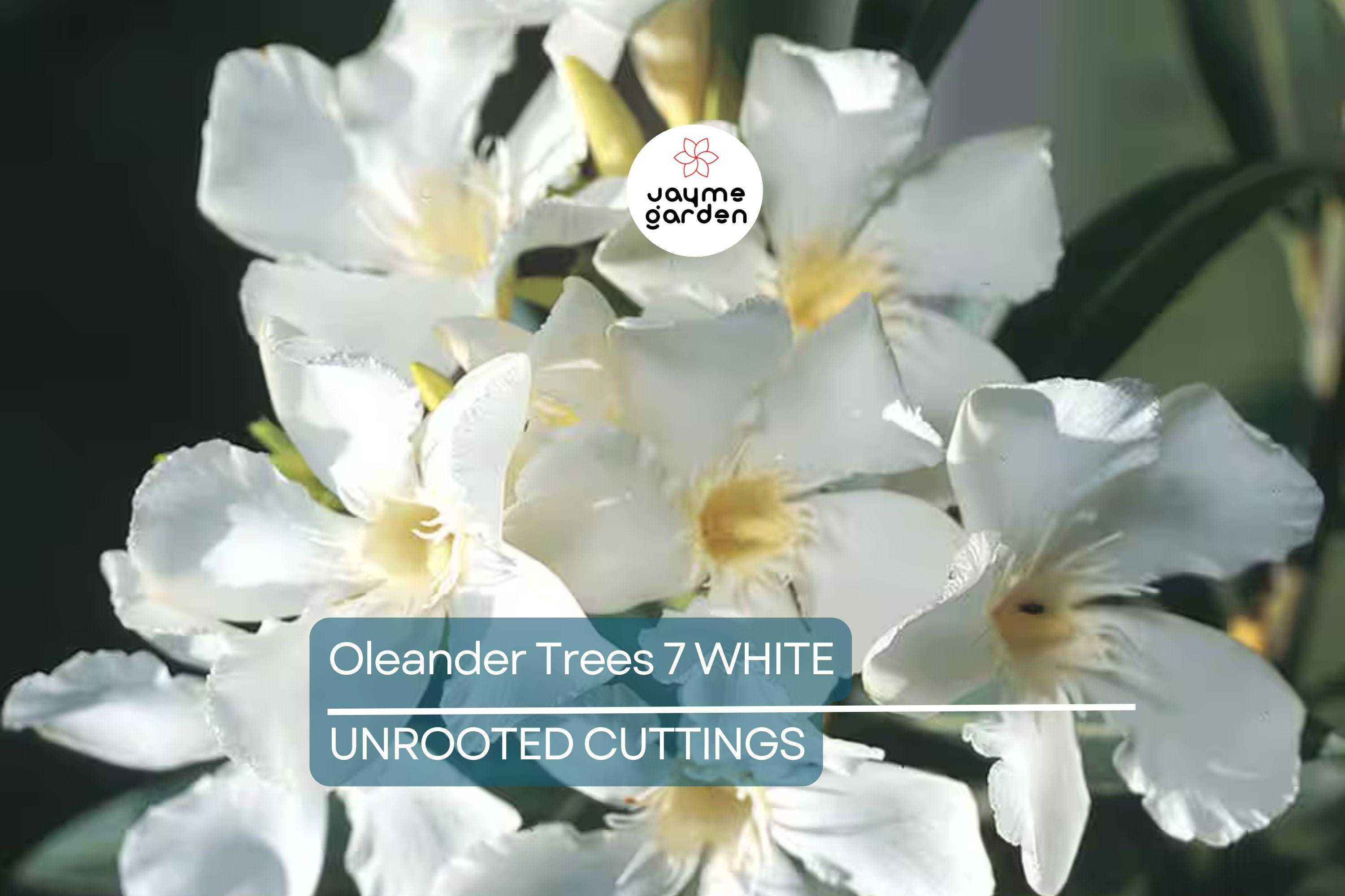 Oleander White Live Cuttings, 7 Unrooted 6” Plants, Fast-Growing Evergreen Shrub, Elegant White Flowers, USDA Zones 8-10