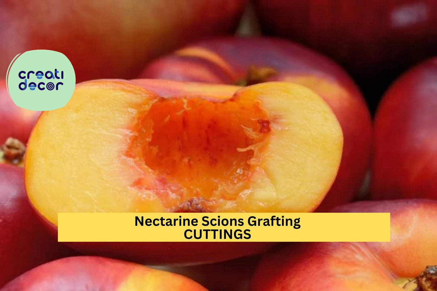 3 Nectarine Tree Scion Cuttings | Organic Non-GMO | 6" Unrooted Wood for Grafting | Grow Sweet Stone Fruit Tree Starter