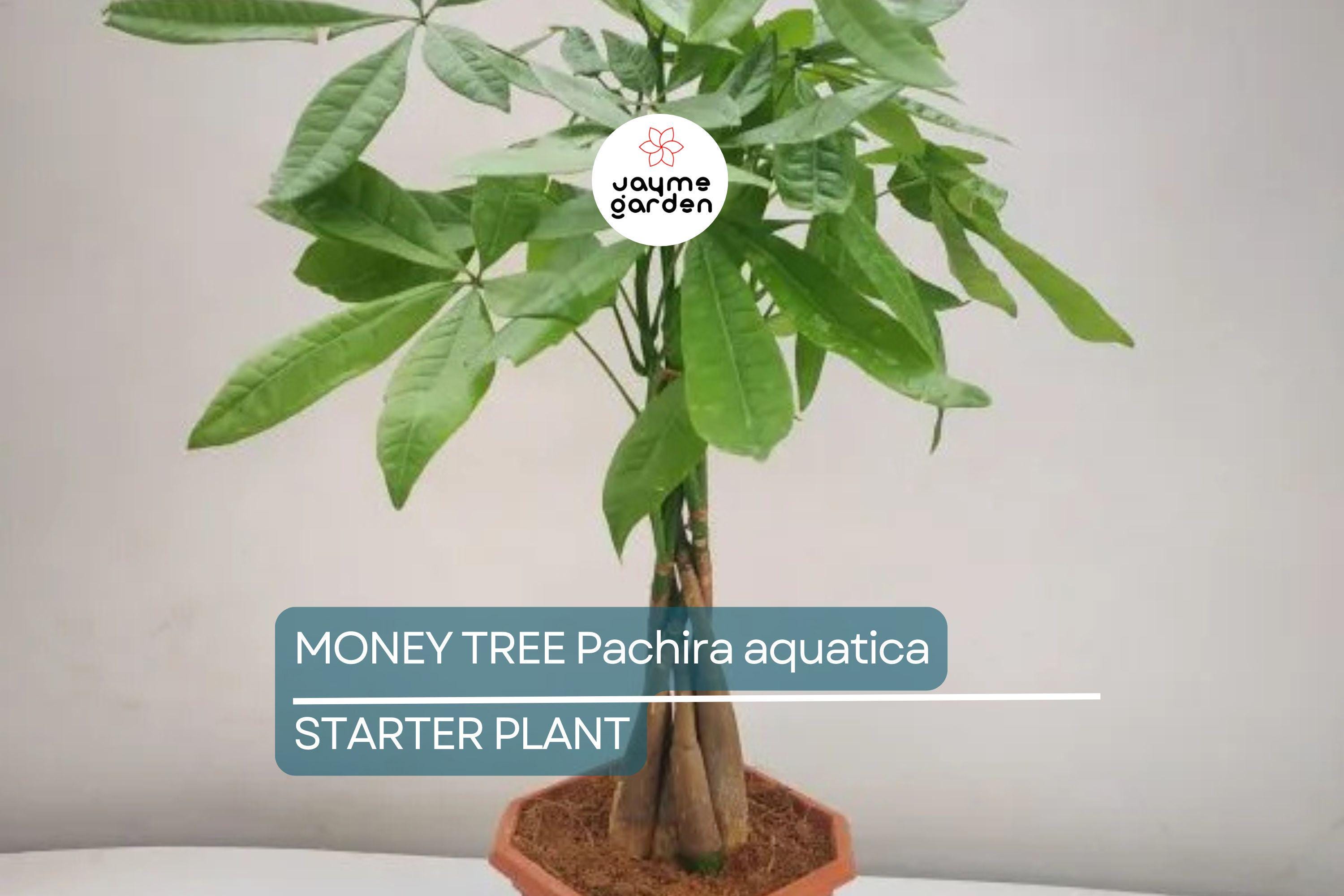 Money Tree Pachira aquatica | Bonsai Seedling | Indoor Plant | 4" Caudex Growth